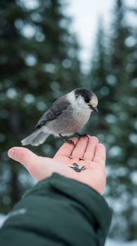 A Eurasian nuthatch perches on a hand with seeds in a snowy forest background.