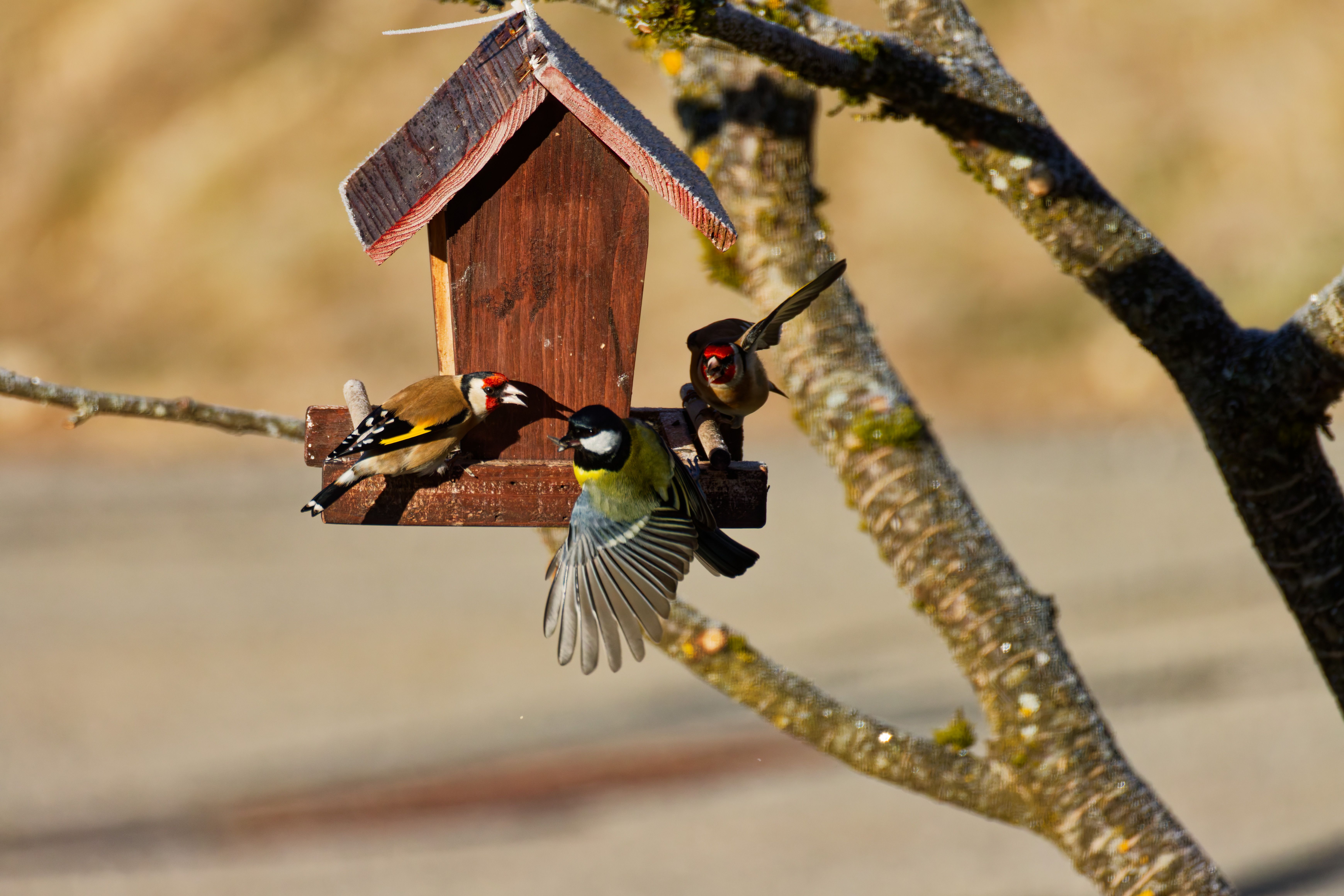what is a bird-friendly garden, image 2
