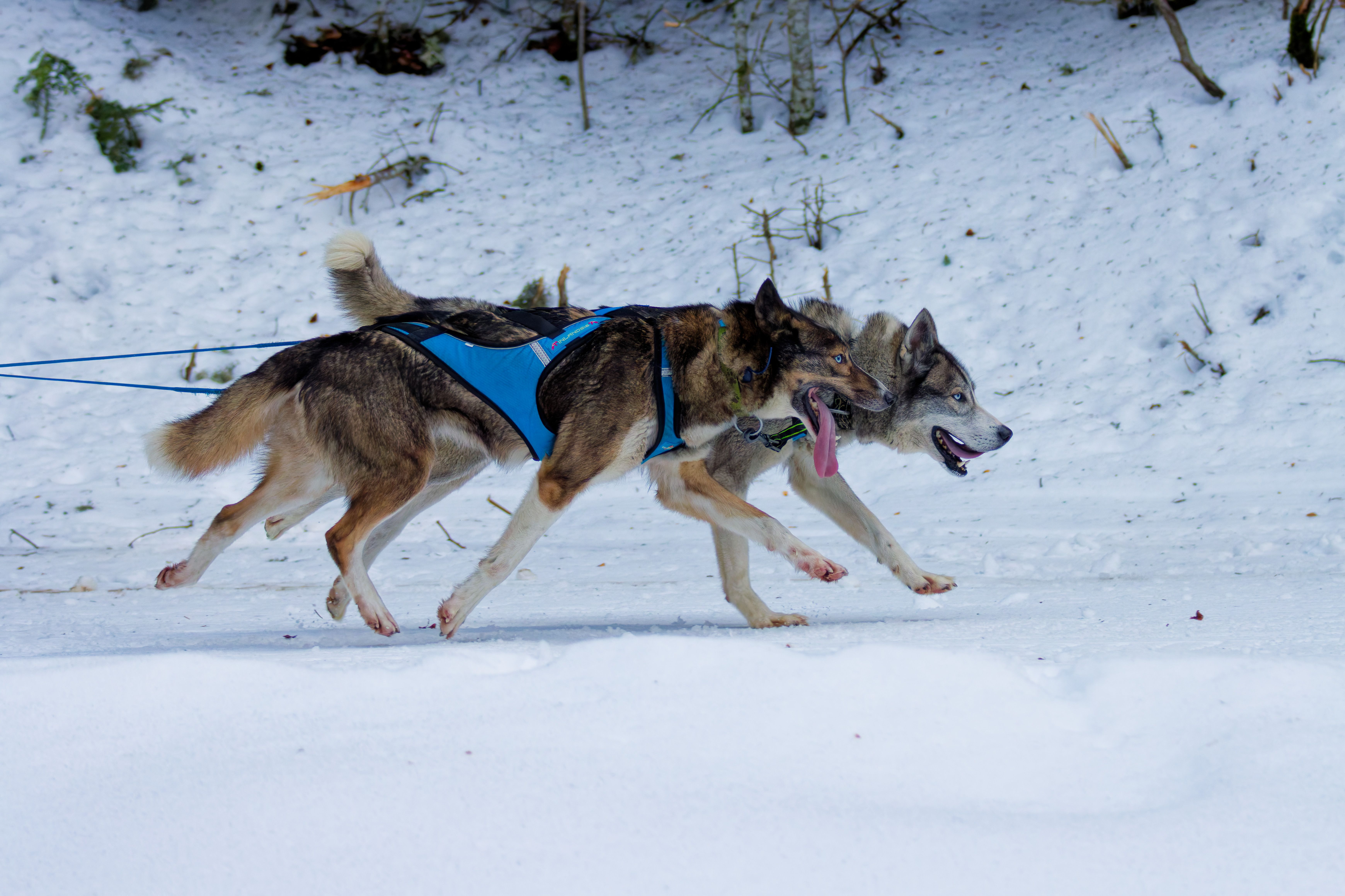 Dogs Running A Race Photos, Download The BEST Free Dogs Running A Race ...