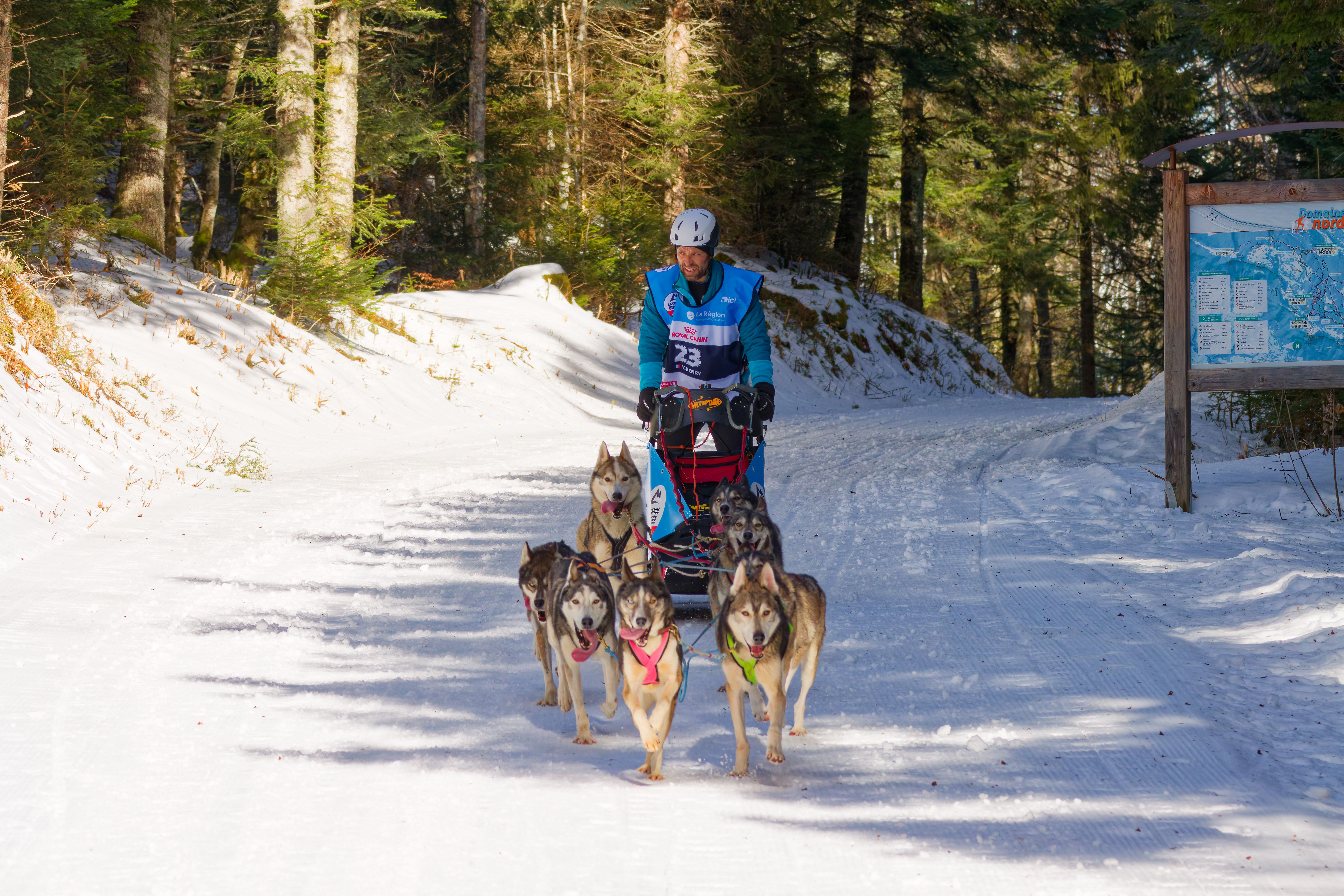 Sled Dogs Racing Through Snowy Forest Path · Free Stock Photo