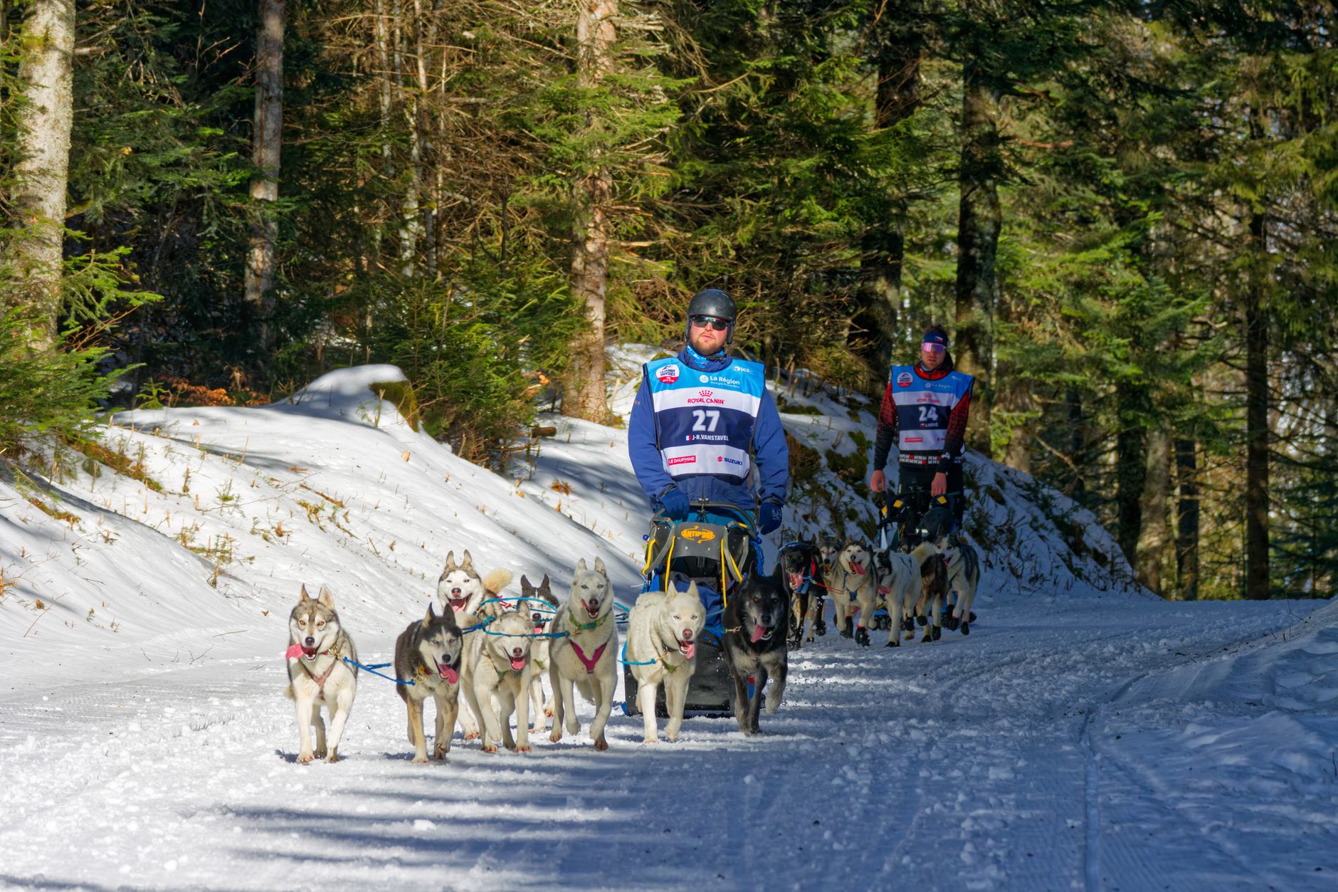 How Do You Manage Post-Race Dog Hydration?