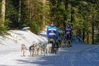 Exciting dog sledding race through snowy forest with athletic participants.