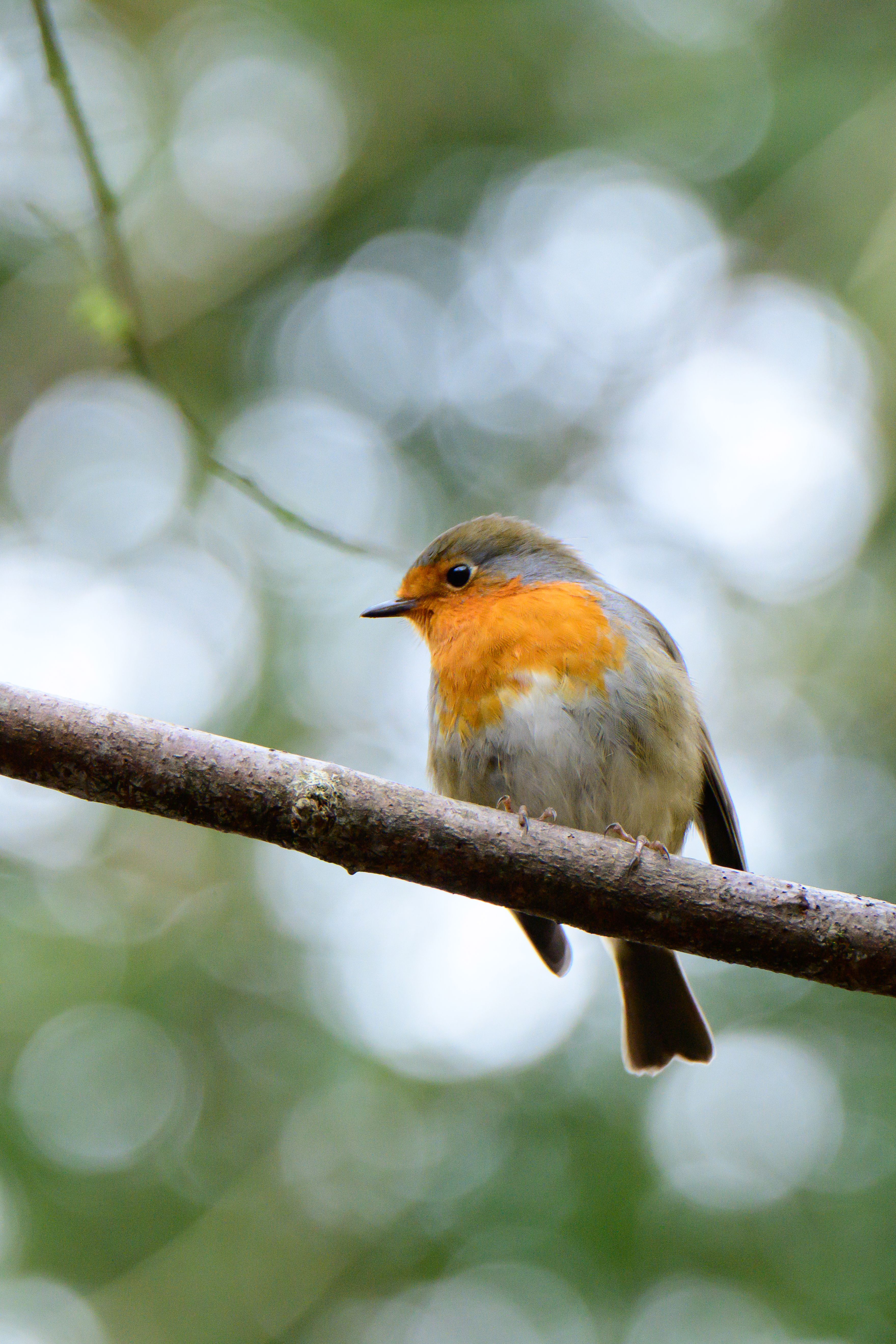 A European robin perched on a tree branch with blurred green background.