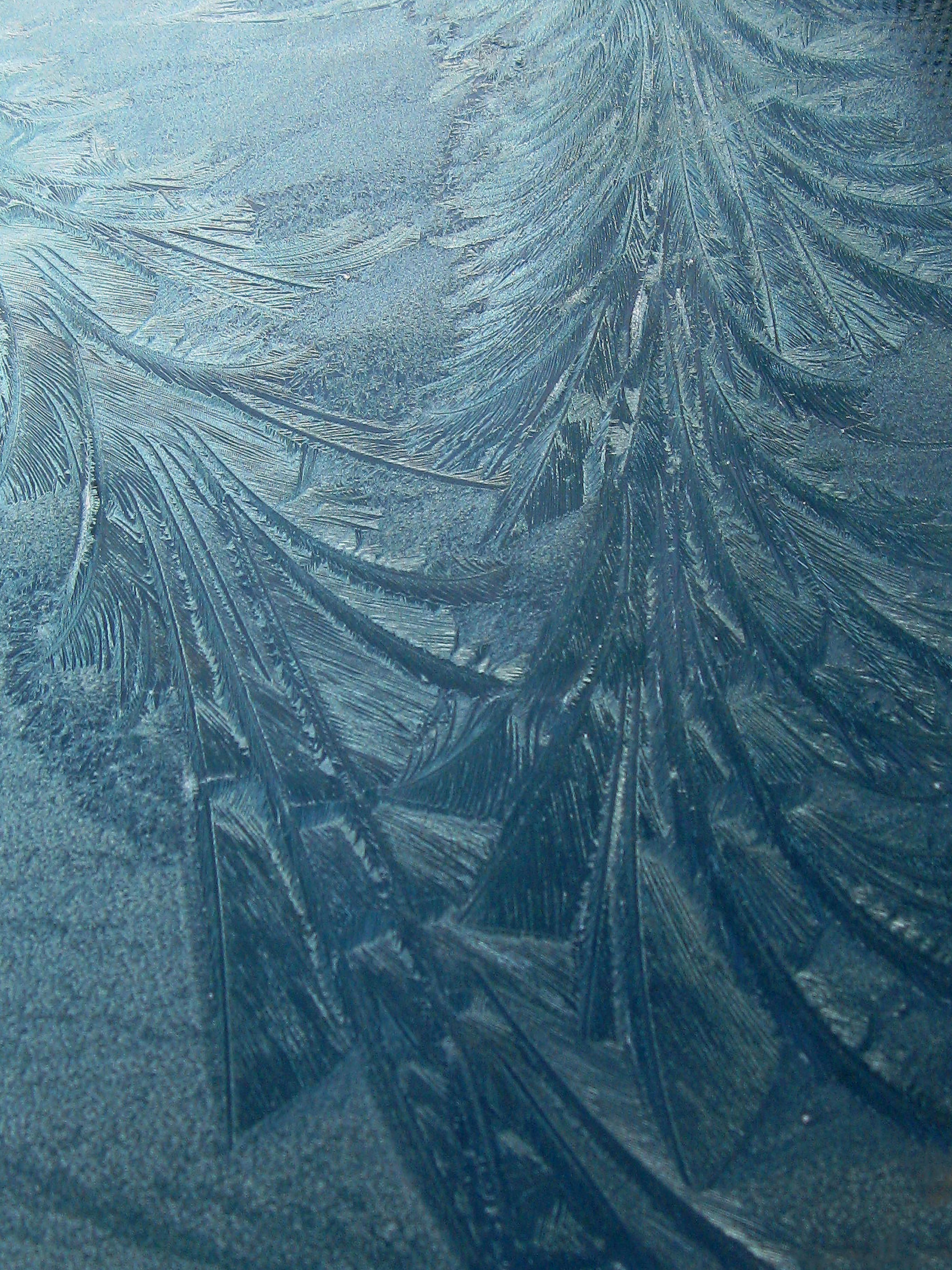 Detailed view of intricate frost patterns resembling leaves in winter.