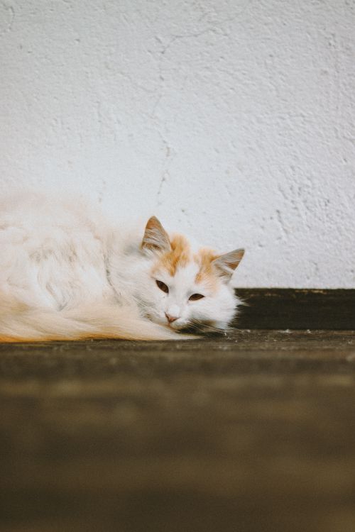 Free Gentle white and orange cat relaxing comfortably against textured wall. Stock Photo
