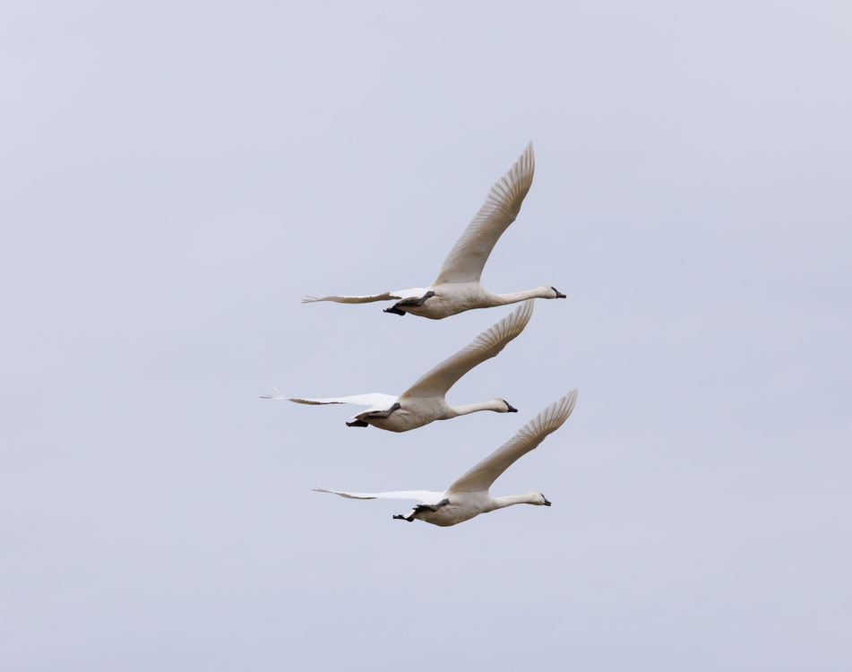 Synchronized Swans Graceful Flight of Three Swans in Formation · Free Stock Photo