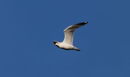 Free A majestic seagull flying effortlessly against a clear blue sky during the day. Stock Photo