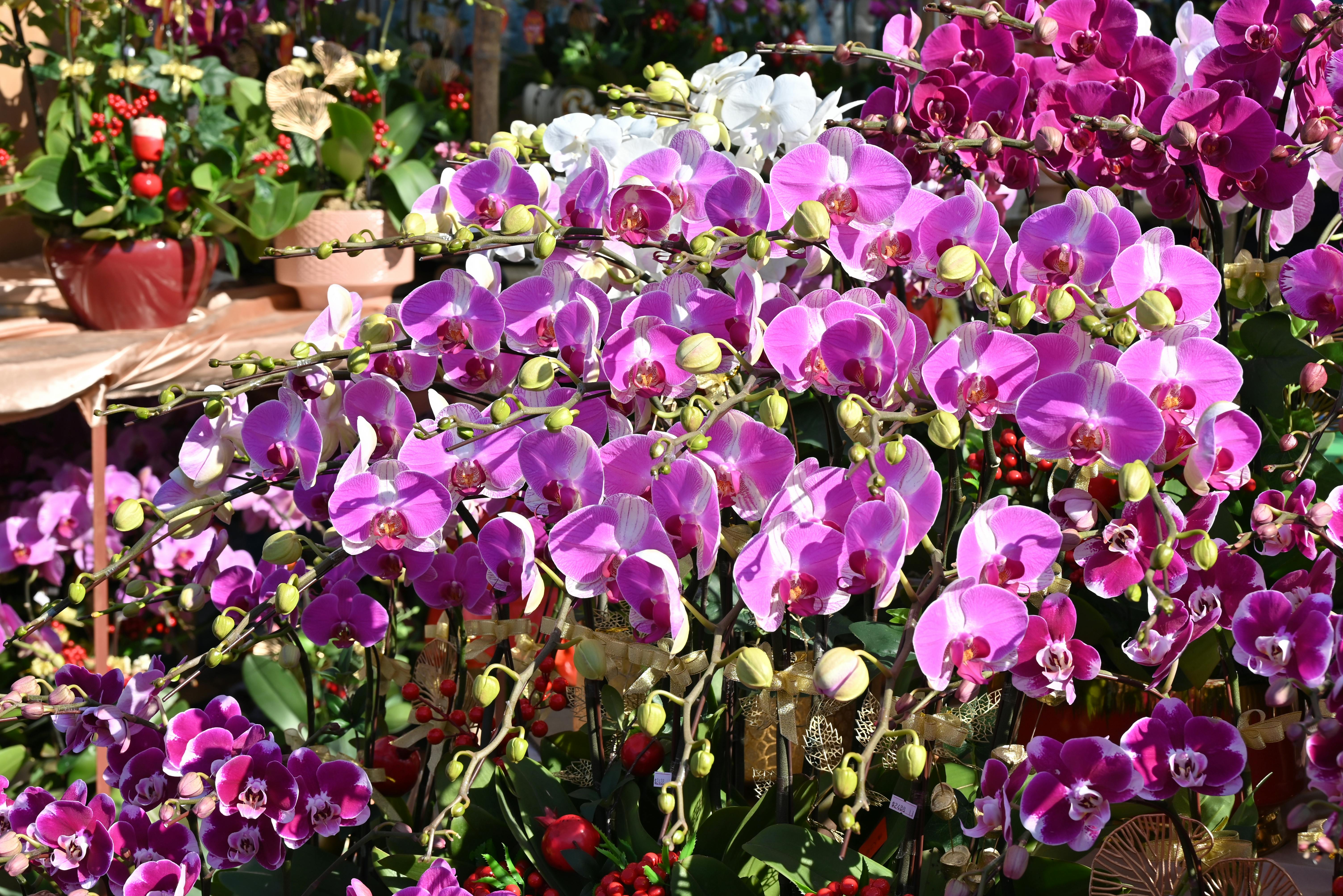 2026台灣國際蘭展盛大開幕，綻放多樣蘭花之美