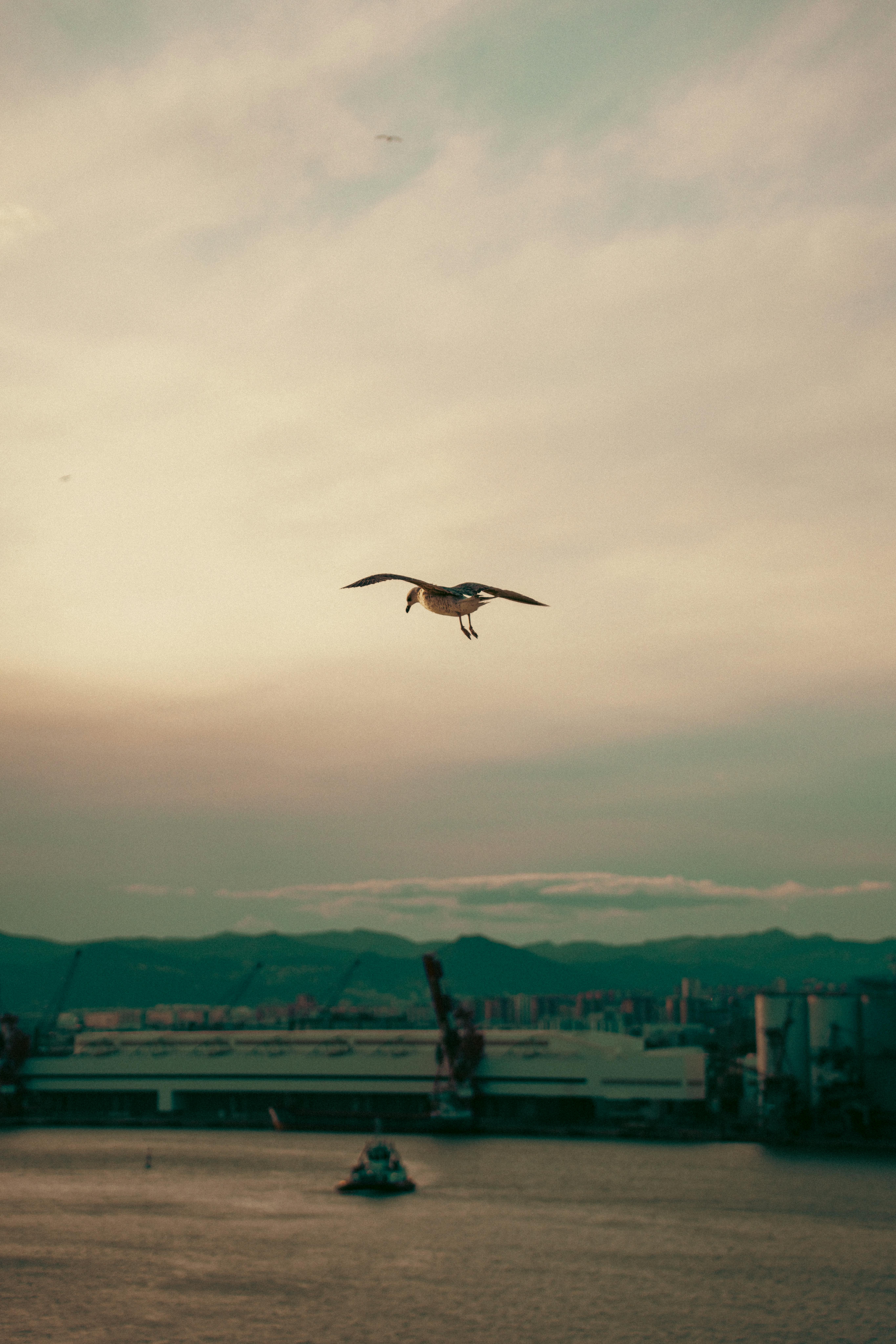 Gratis Una serena visione di un gabbiano che vola sopra un porto al tramonto in Spagna, catturando la bellezza della natura. Foto a disposizione