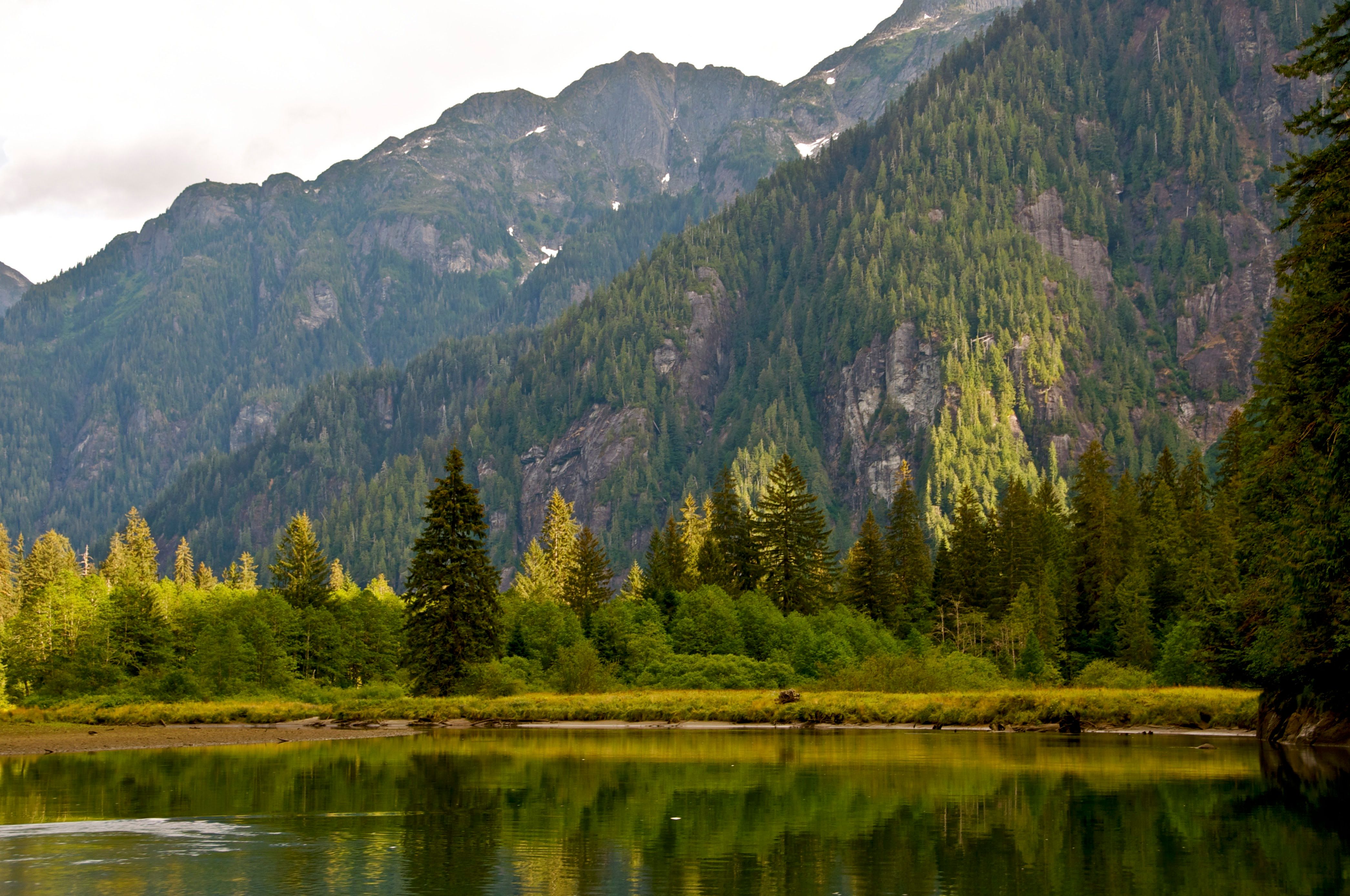 Scenic Mountainous Landscape with Evergreen Forest · Free Stock Photo
