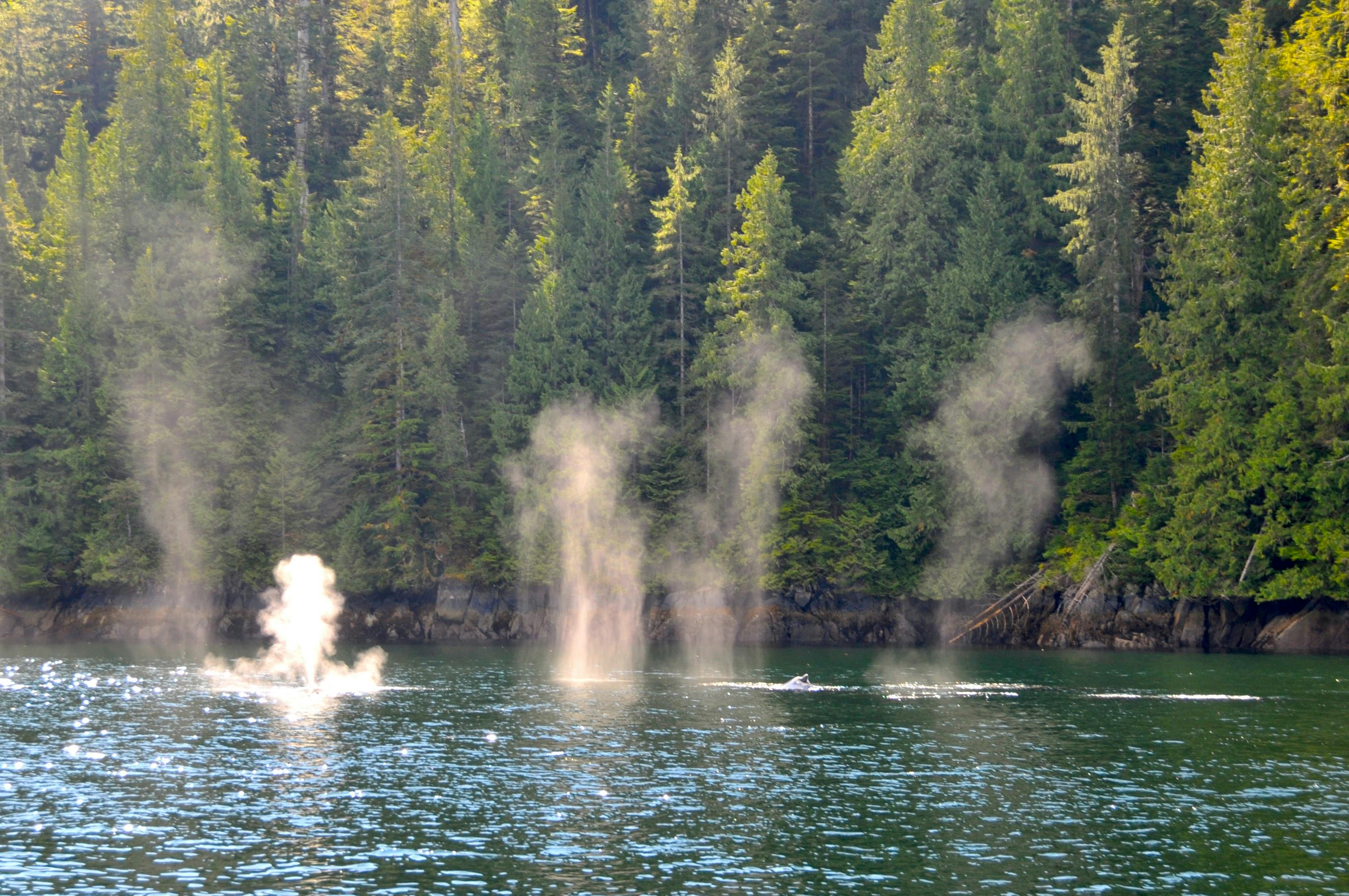 Drone-Collected Whale Snot Reveals Marine Mammal Health