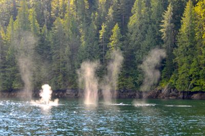 Drone-Collected Whale Snot Reveals Marine Mammal Health