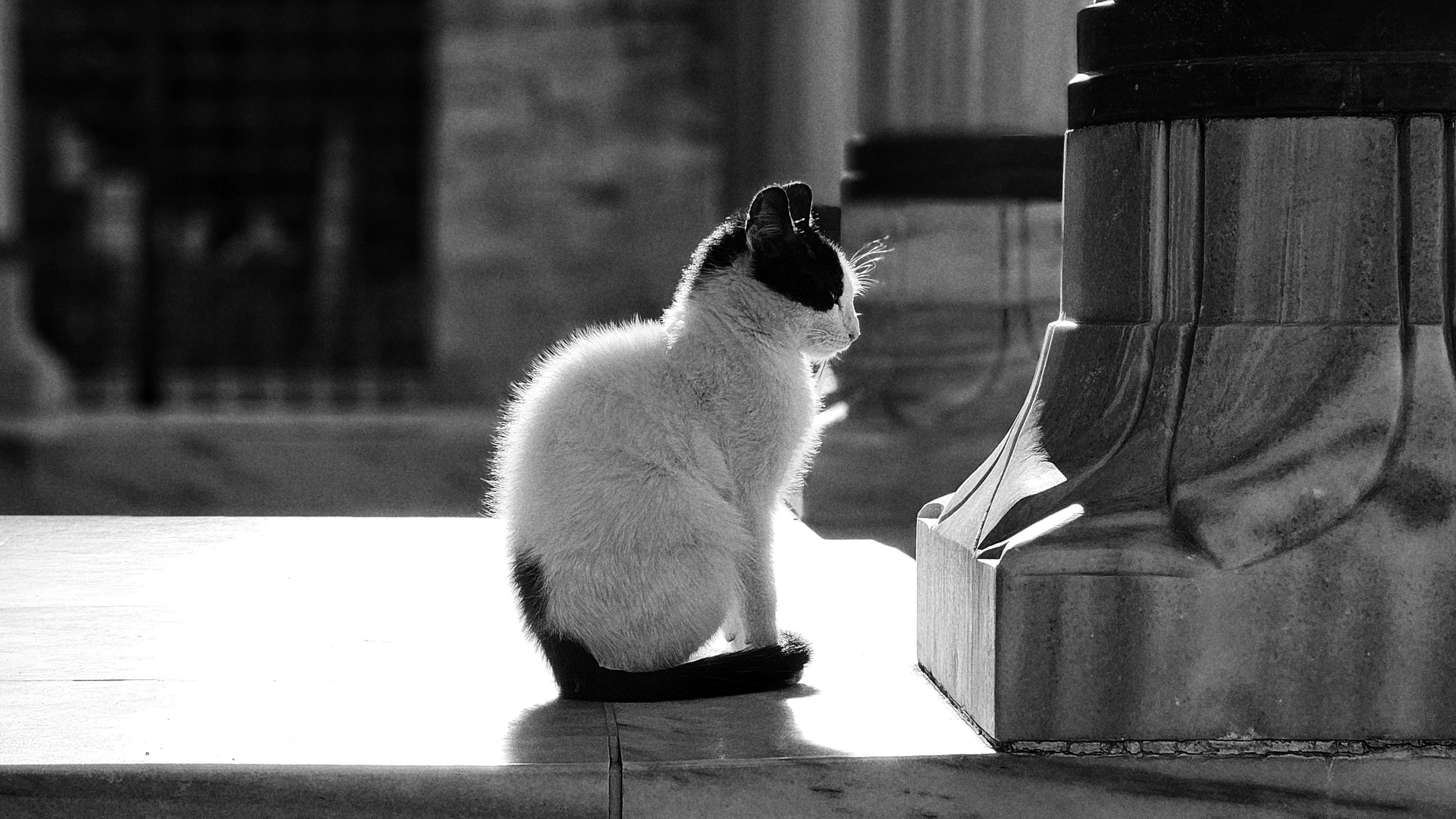 Black and White Cat Sitting by a Stone Column · Free Stock Photo