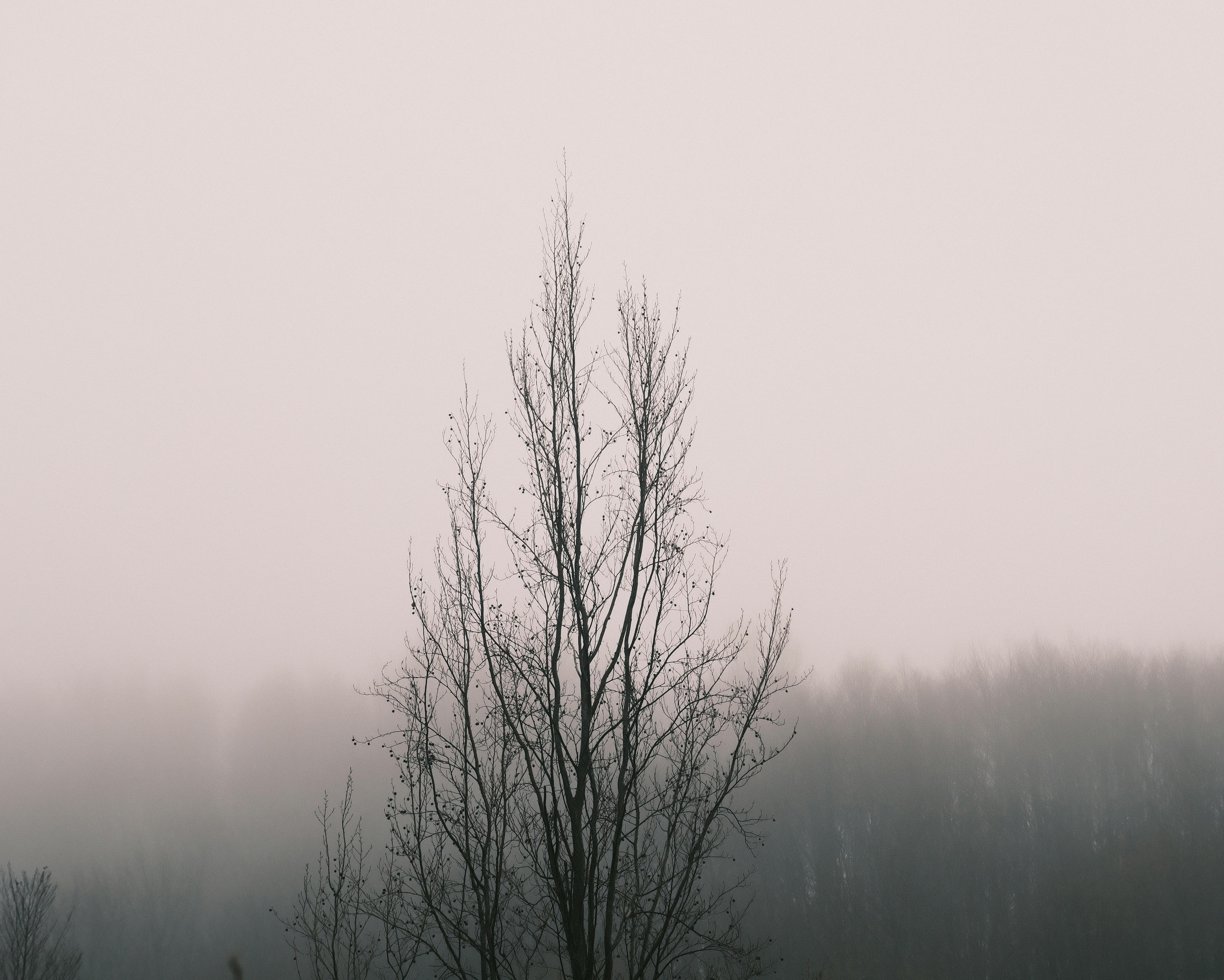 gratis Een kale boom in het mistige, serene landschap van Zonguldak, Turkije, creëert een minimalistische esthetiek. Stockfoto