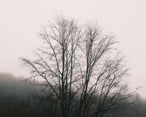 Free Misty view of bare trees in winter landscape, Zonguldak, Turkey. Stock Photo