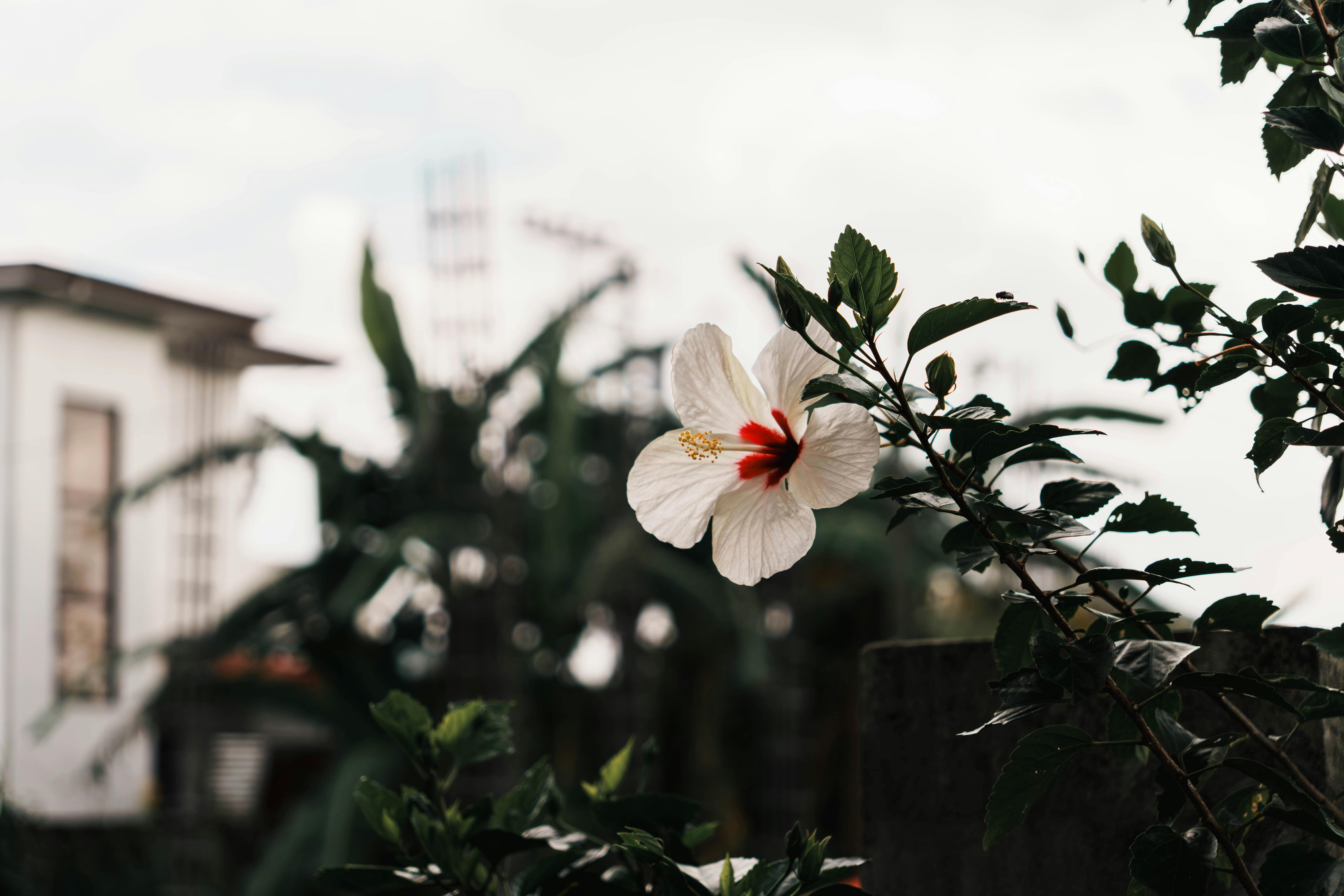 雞蛋花綻放表面寧靜，實際上卻是新住民適應生活的挑戰