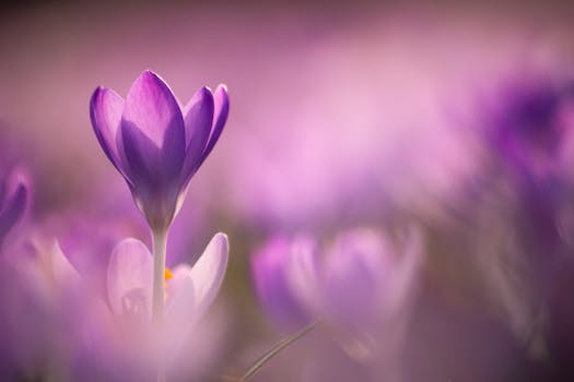 Close-up of a blooming purple crocus flower with soft focus background, showcasing spring beauty.