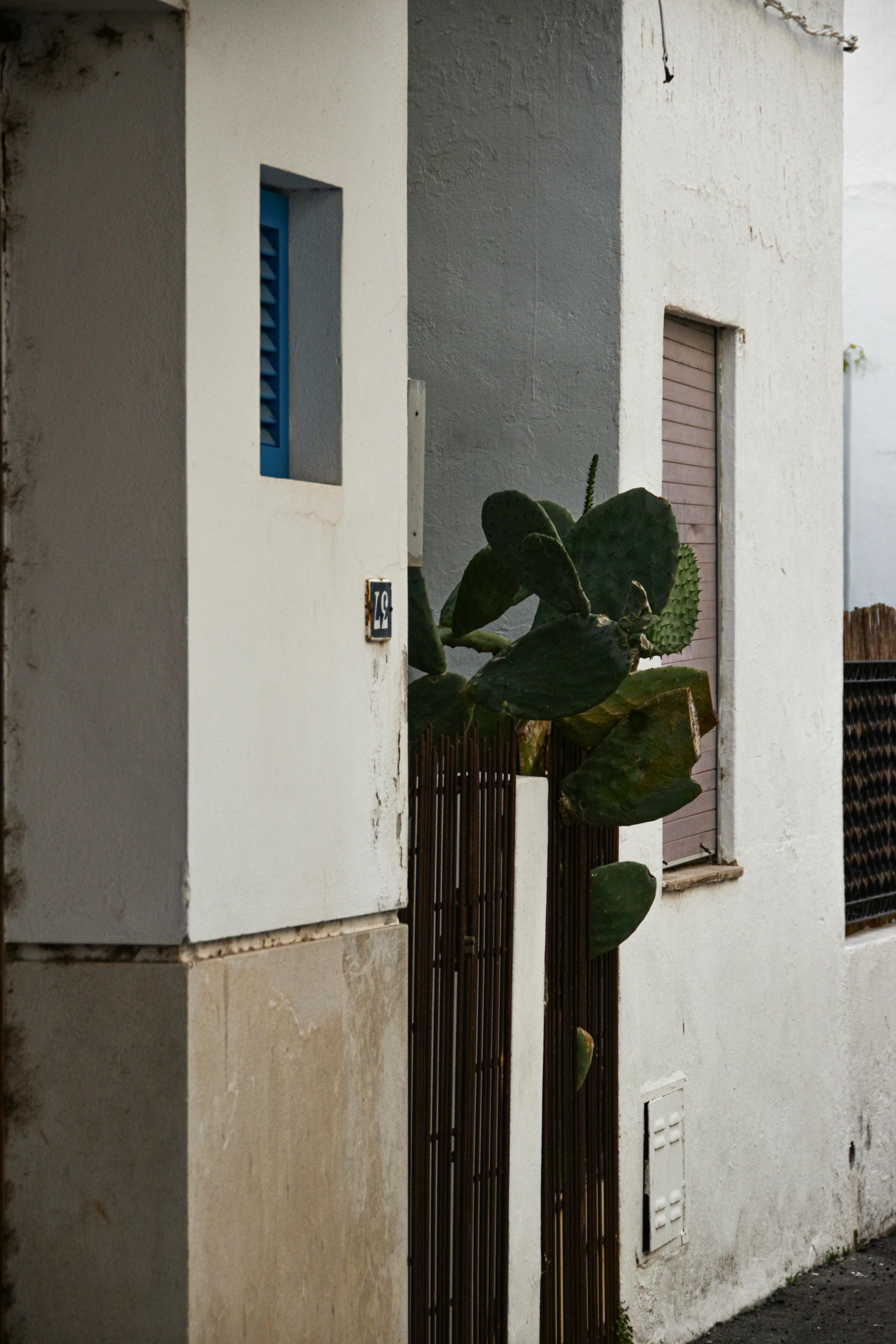 Ücretsiz Çit arkasında bir kaktüs ve renkli pencere kontrastlarının yer aldığı minimalist bir kentsel sahne. Stok Fotoğraflar