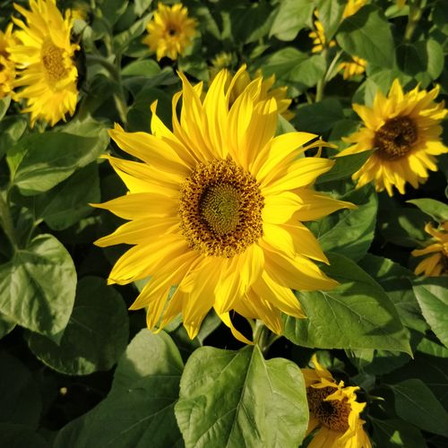 Free A vibrant field of sunflowers basking in daylight, showcasing their bright yellow petals. Stock Photo