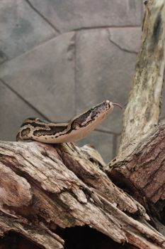pythons photo