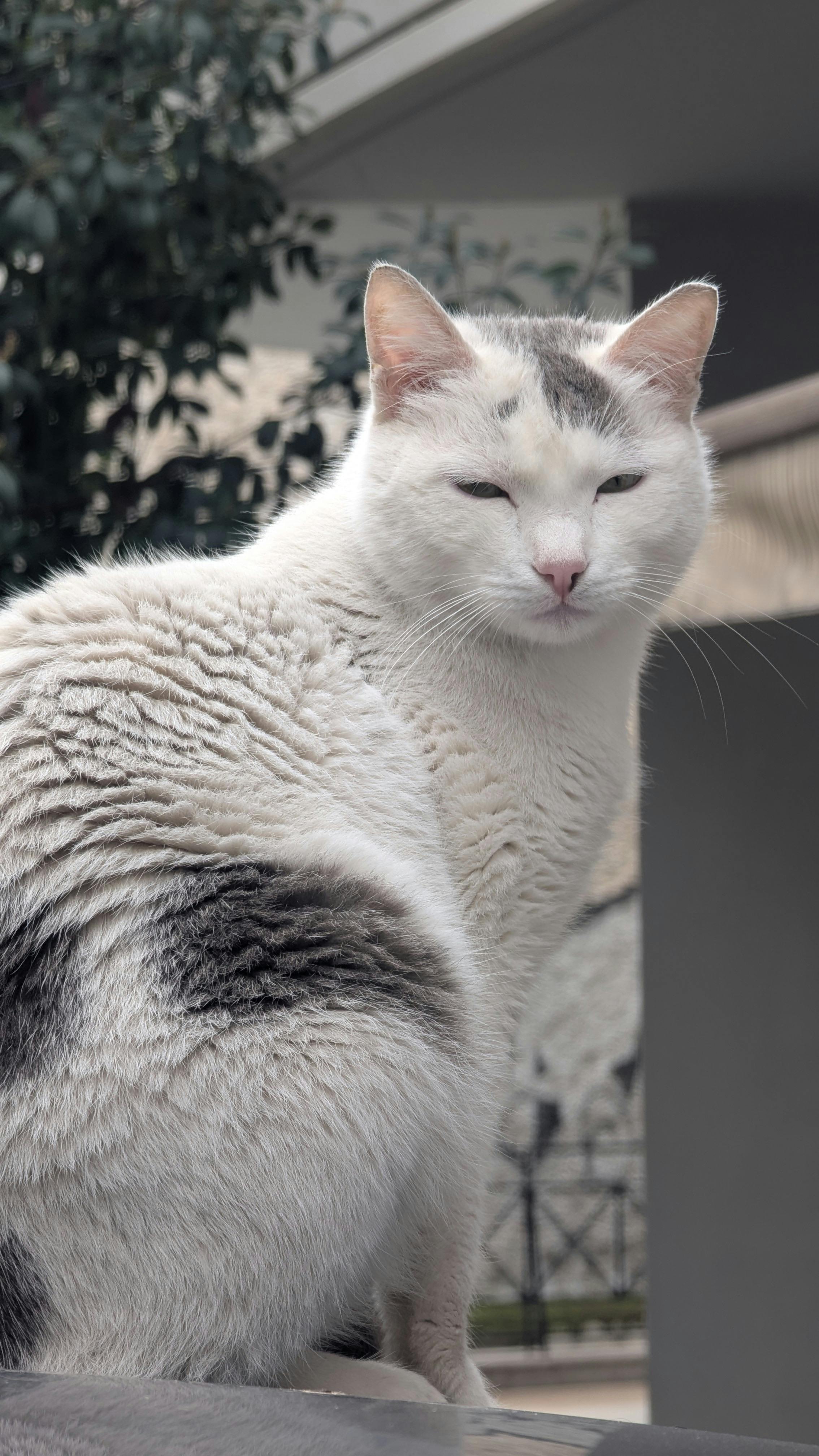 Gratis Un gato blanco con marcas grises se sienta afuera en una zona urbana de Larissa, Grecia, encarnando una elegancia serena. Foto de stock
