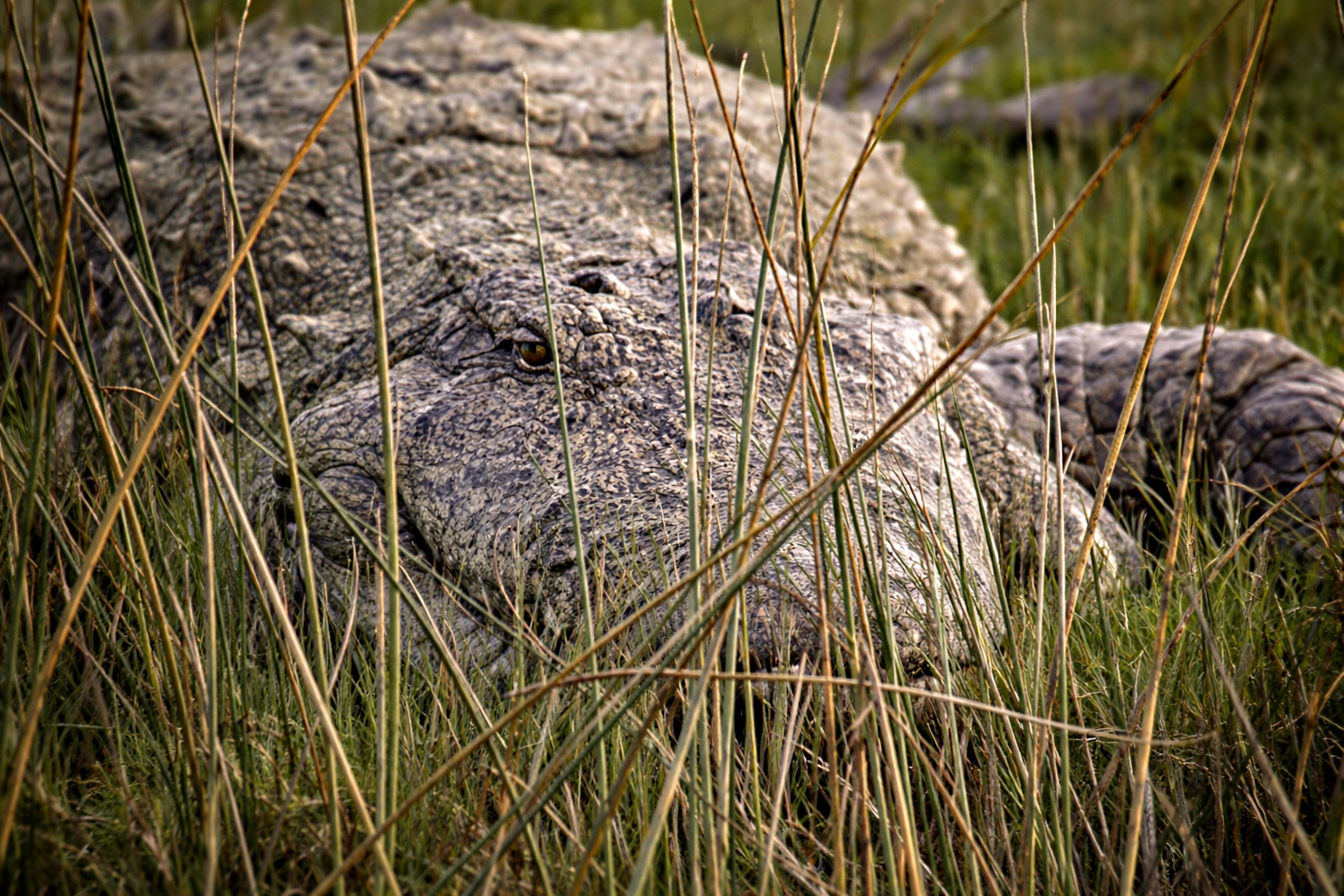 Mugger Crocodile in the Grasslands of Rajasthan · Free Stock Photo