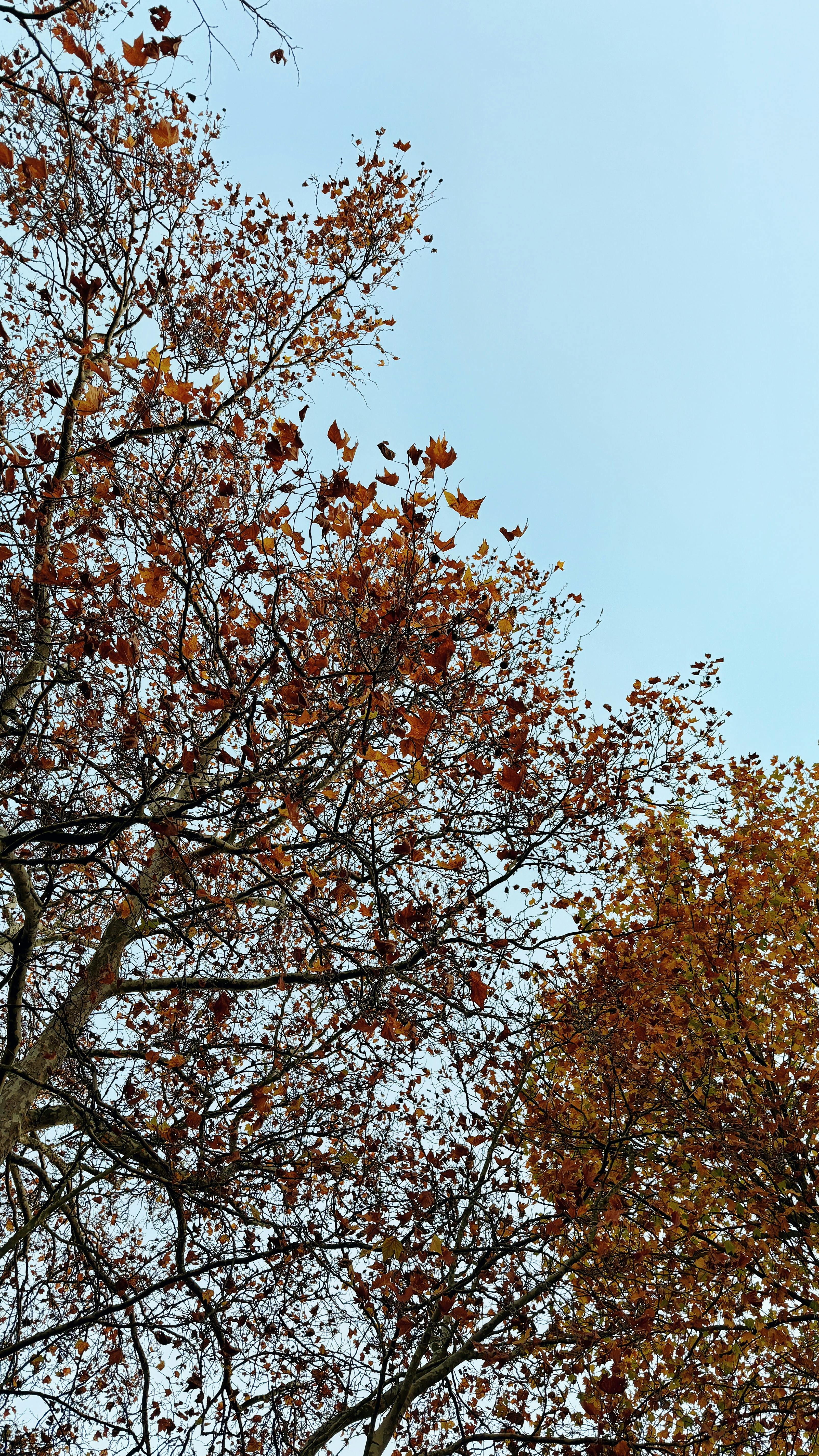 Kostnadsfria Kostnadsfri bild av årstid, blå himmel, blad Stock foto
