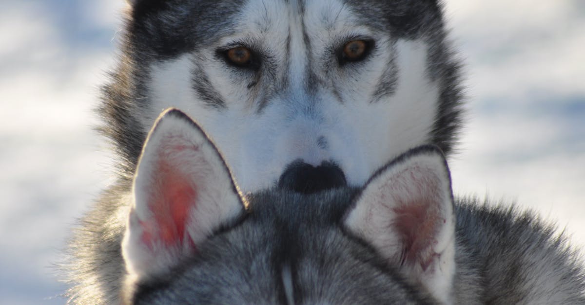 Free stock photo of brothers, huskies, love