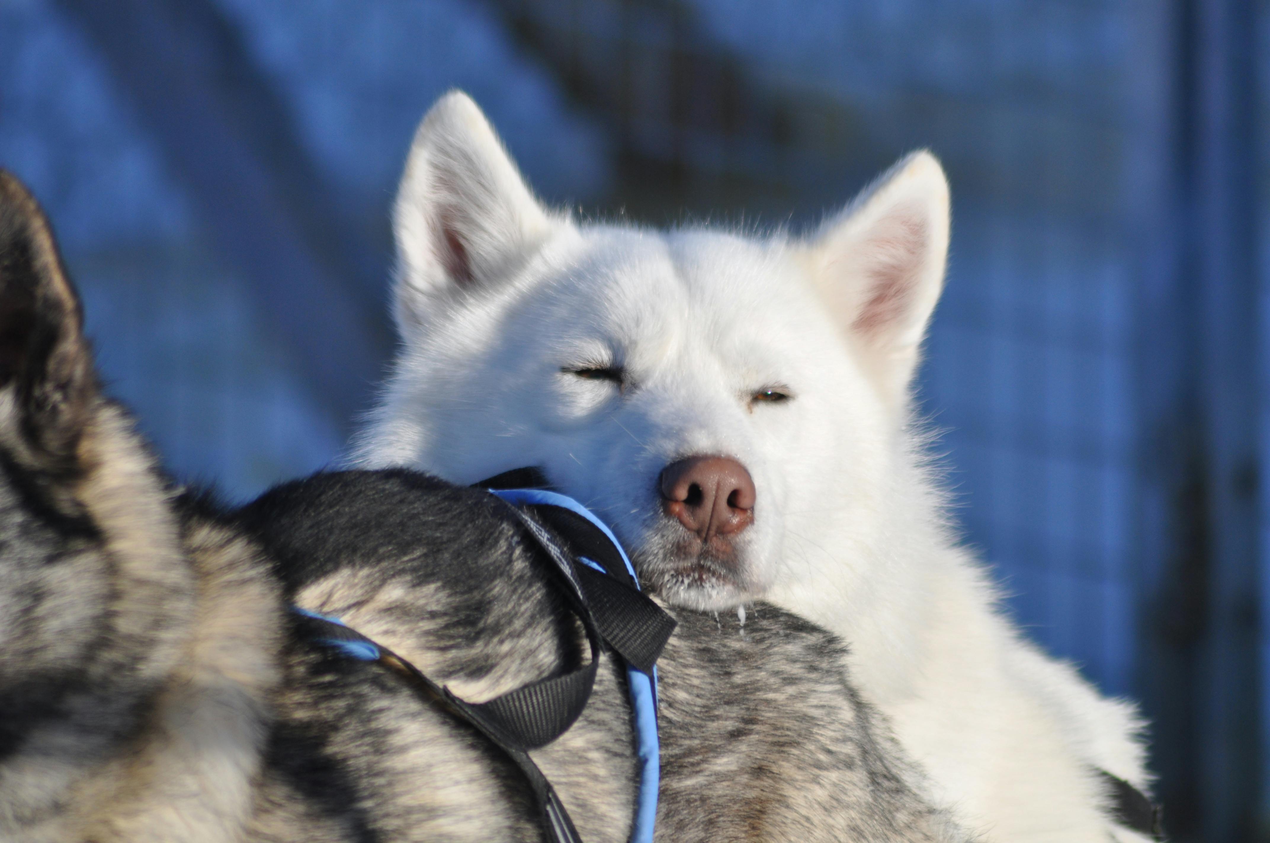 Kostenloses Foto zum Thema hunde, husky, lappland
