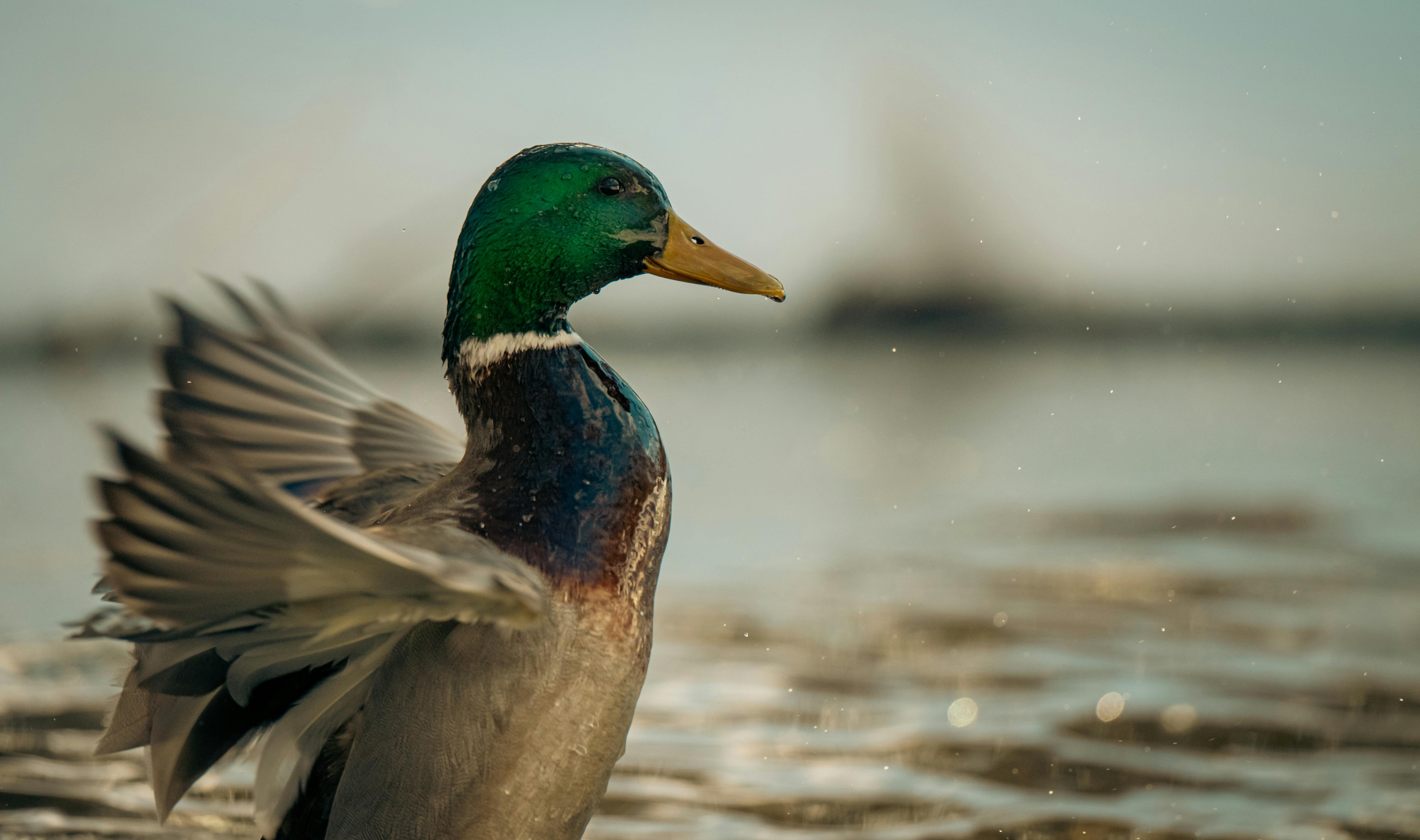 ฟรี คลังภาพถ่ายฟรี ของ anas platyrhynchos, animalia, กระเพื่อม คลังภาพถ่าย