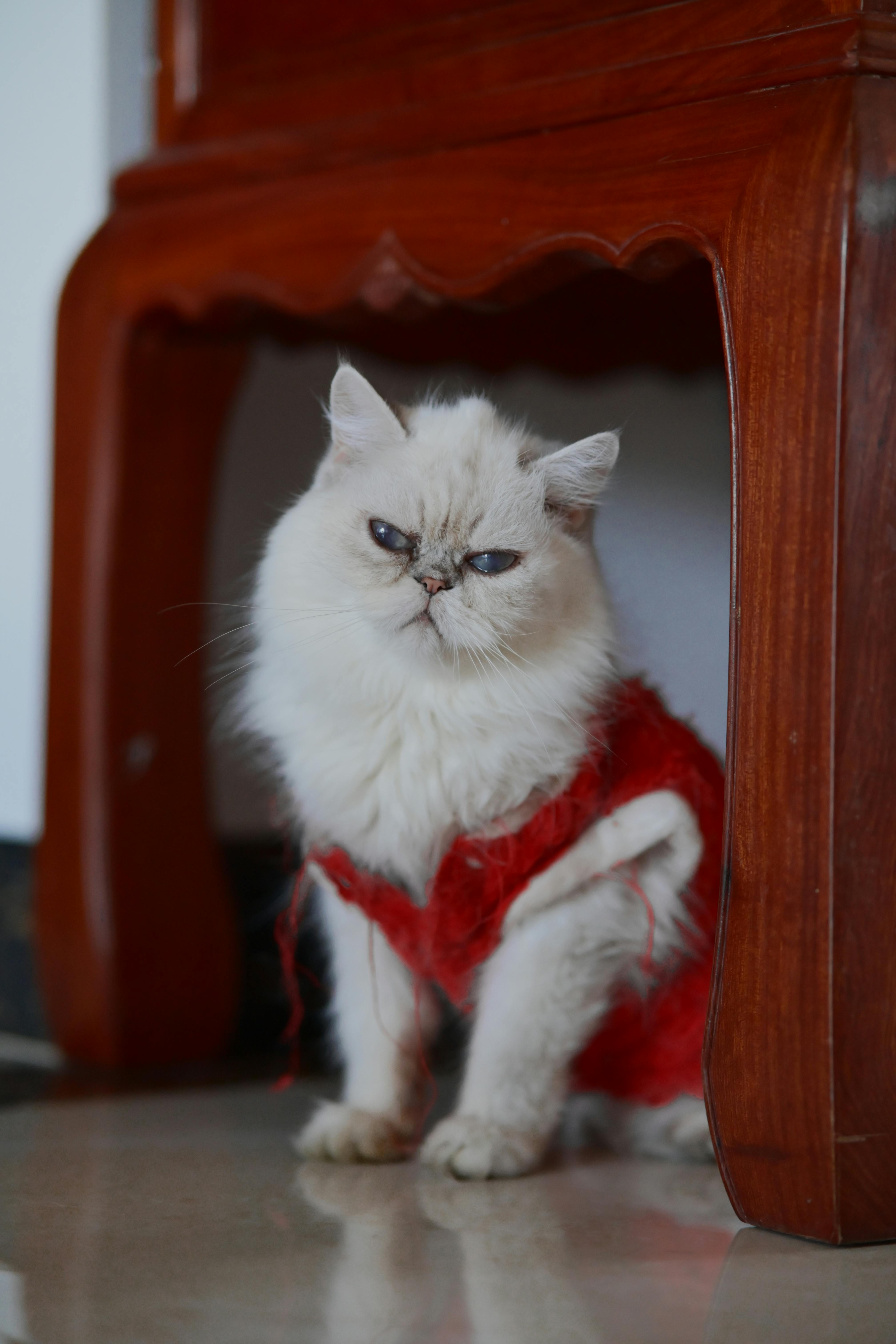 Gratis Adorabile gatto persiano con maglione rosso sotto un tavolo di legno in casa. Foto a disposizione