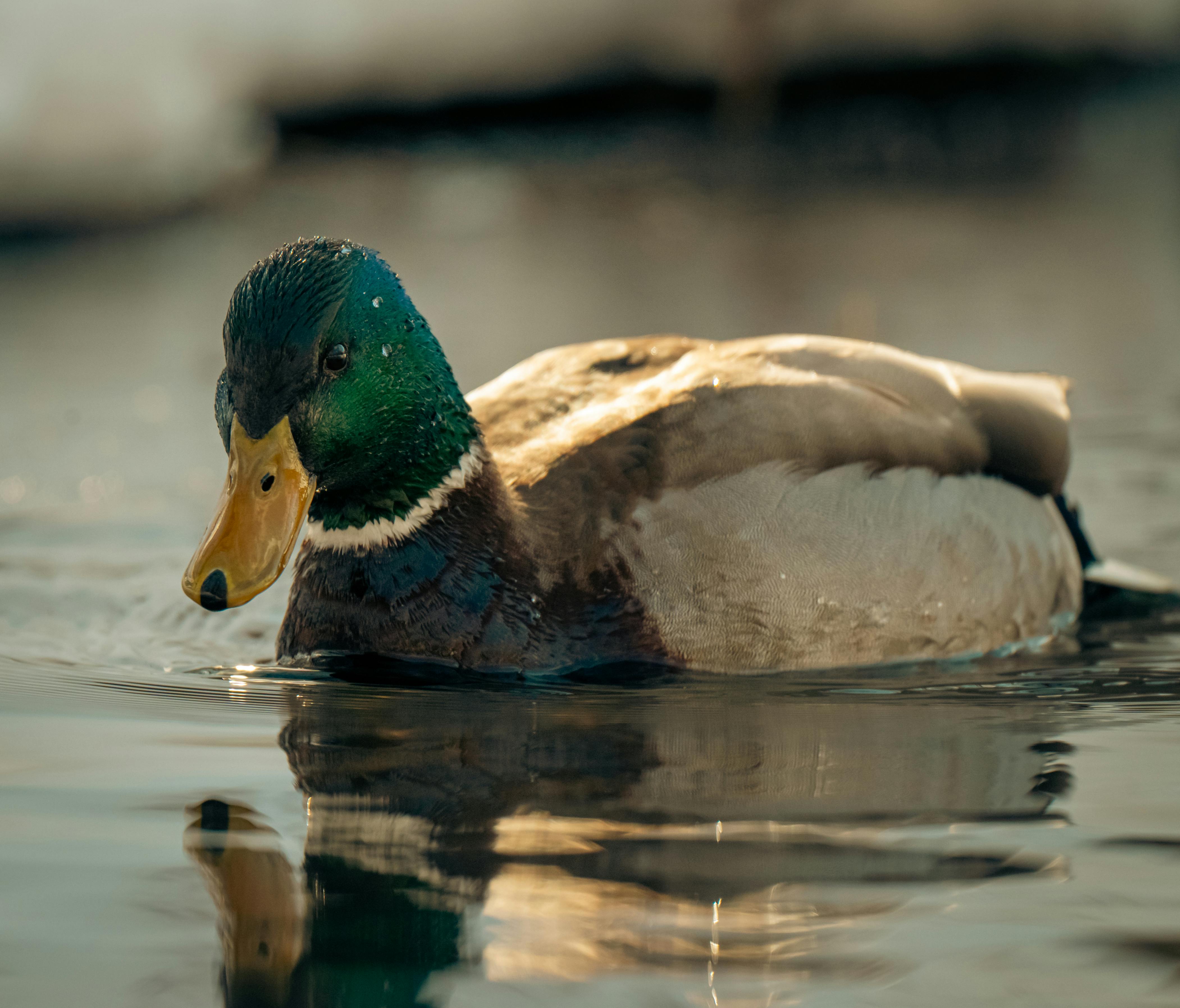 2012 Review of Drake Software — Drake Tax — Photo by Chris F on Pexels