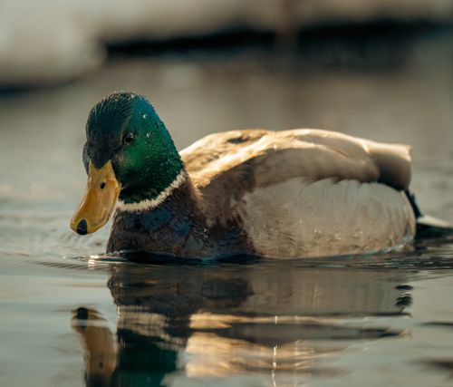 Free A detailed image of a male mallard duck (Anas platyrhynchos) gracefully swimming on a calm lake. Stock Photo