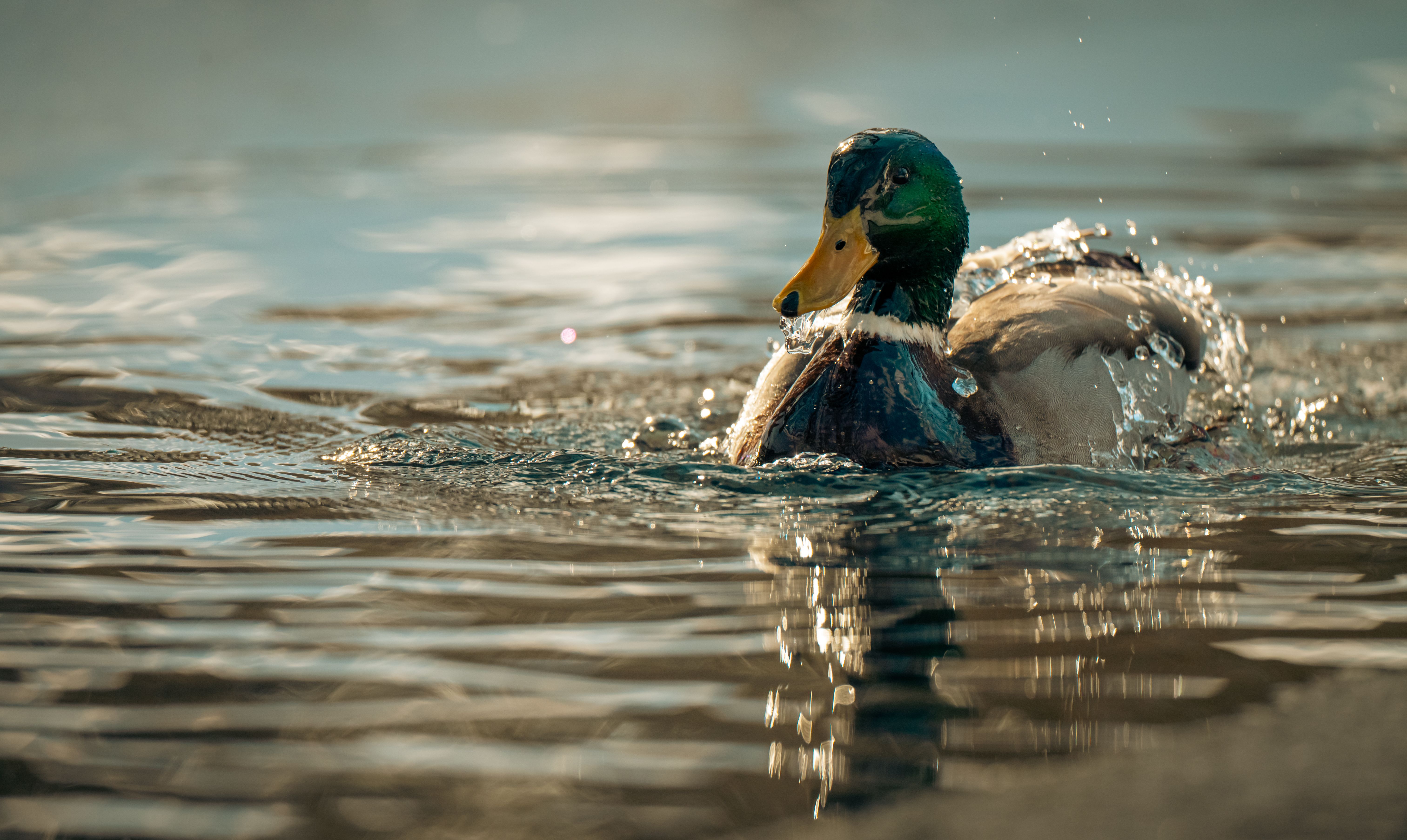 2012 Review of Drake Software — Drake Tax — Photo by Chris F on Pexels