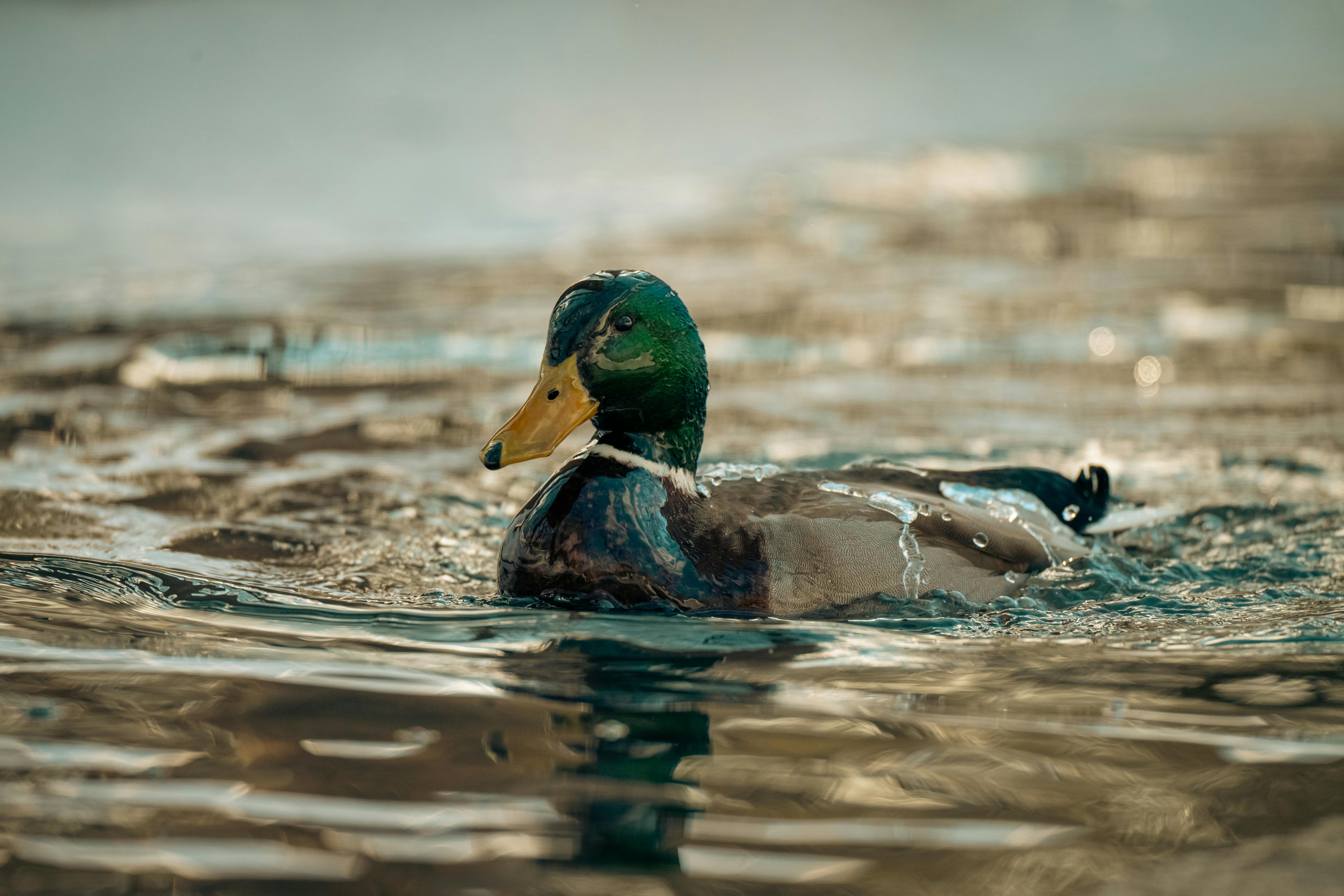 2012 Review of Drake Software — Drake Tax — Photo by Chris F on Pexels