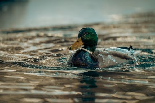 Free A clear and focused shot of a mallard duck with vibrant colors swimming in tranquil waters. Stock Photo