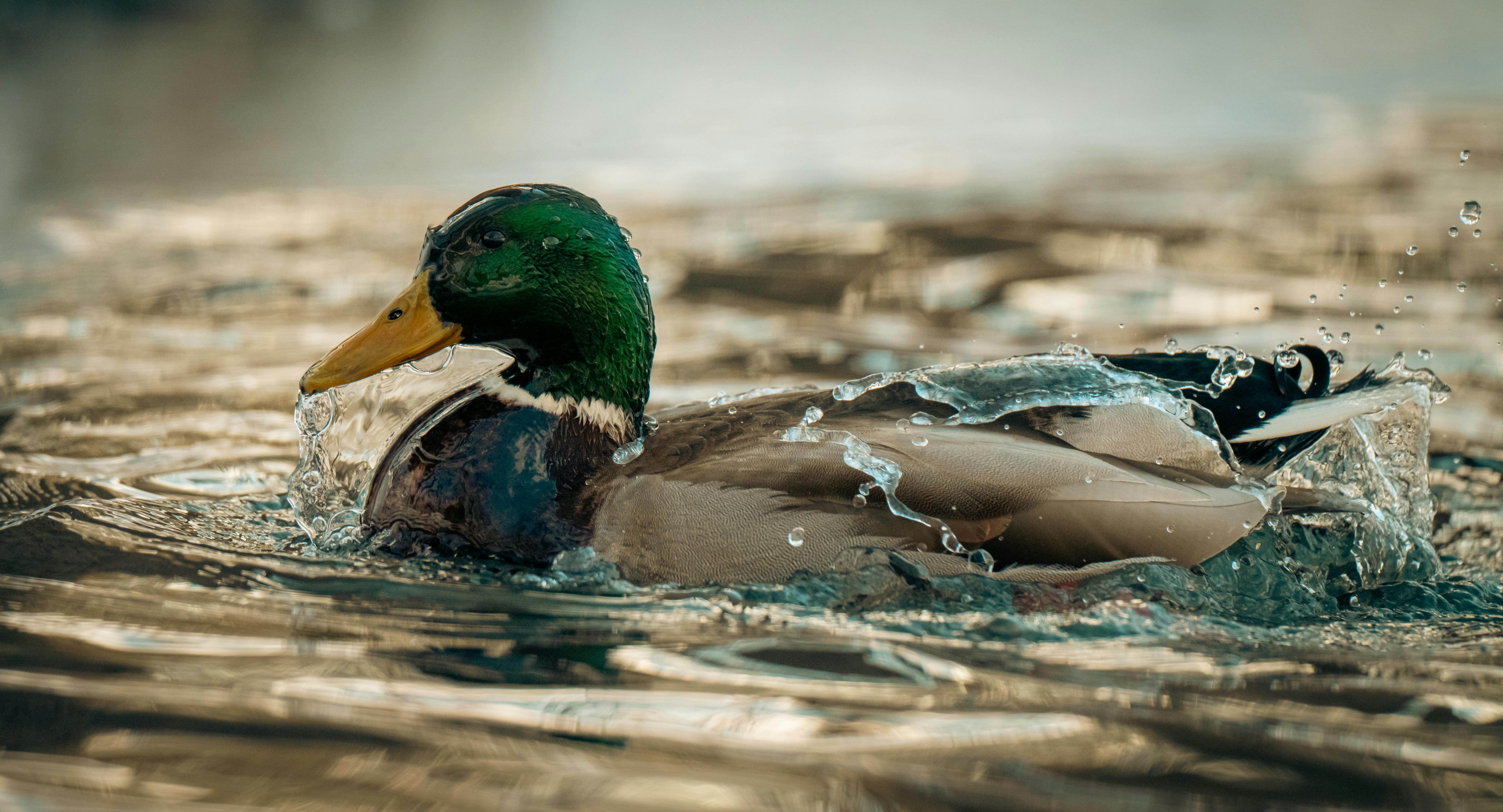 ฟรี ภาพระยะใกล้ที่สวยงามของเป็ดมัลลาร์ดตัวผู้กำลังร่อนผ่านน้ำ ทำให้เกิดระลอกคลื่น คลังภาพถ่าย