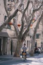 Cyclist on Tree-Lined Street in Shanghai