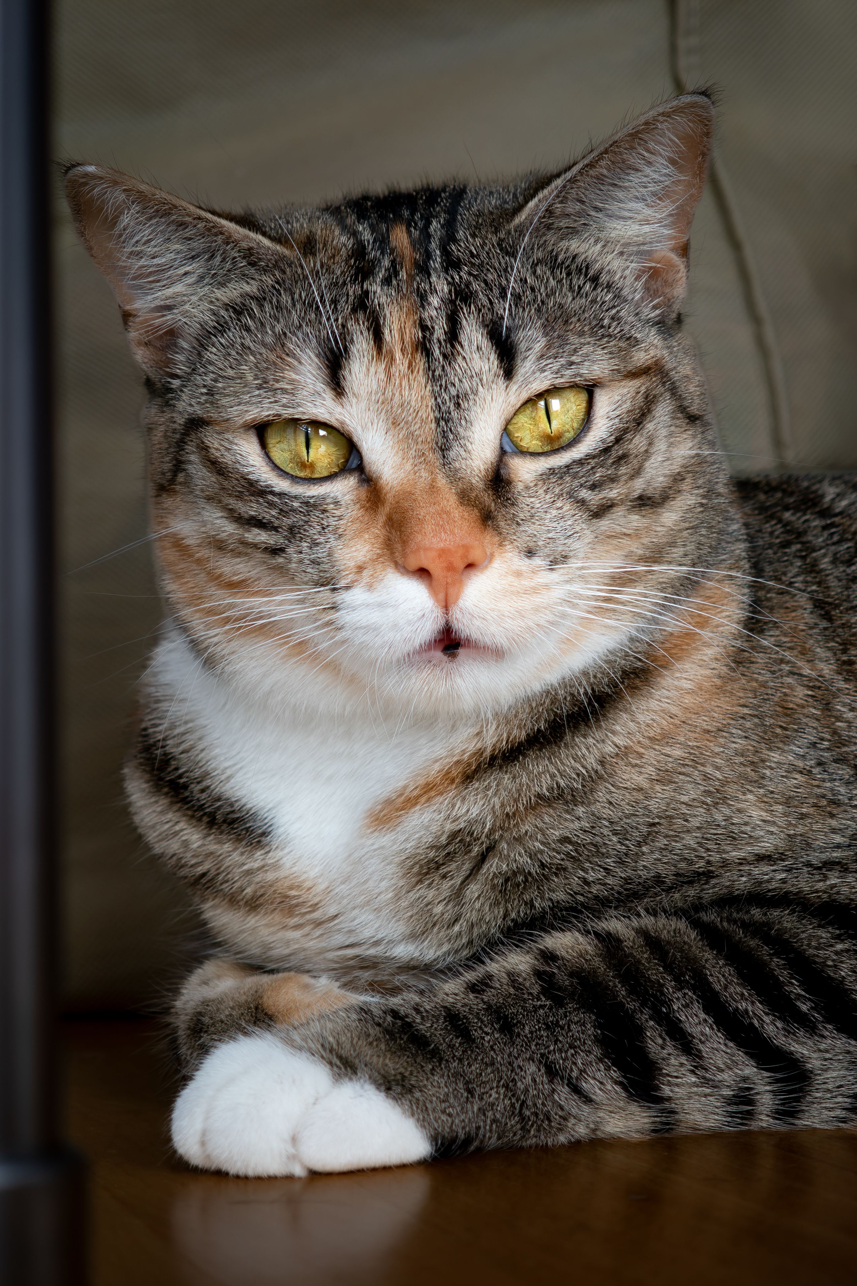 Tabby Cat with Striking Yellow Eyes Relaxing Indoors · Free Stock Photo