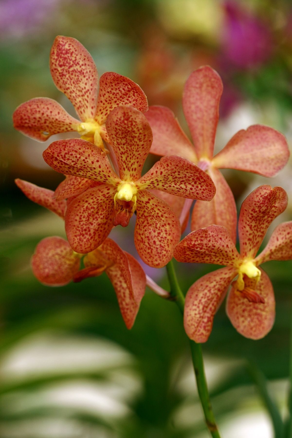 ดอกกล้วยไม้แวนดาสีส้มกำลังบาน