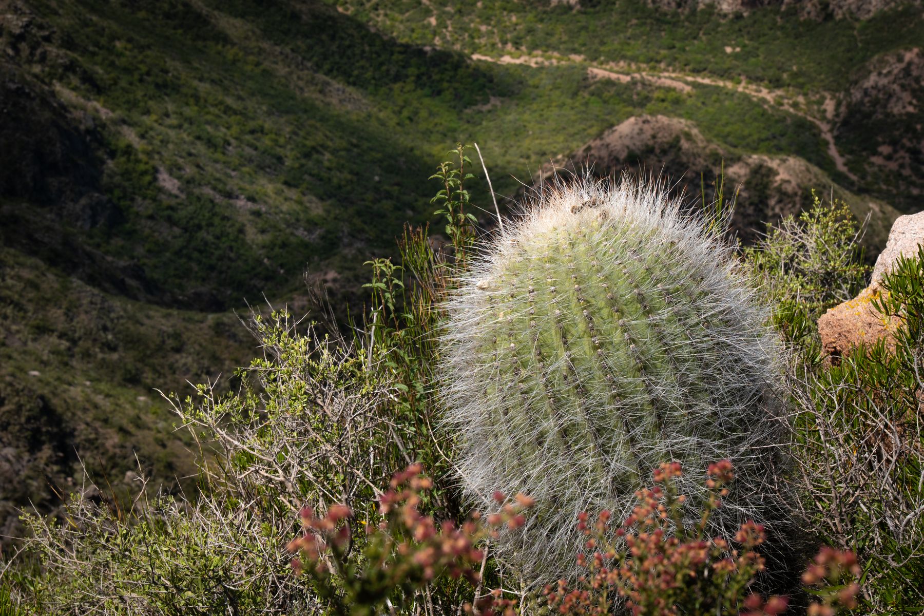 Reserva Biológica Guajiquiro: A Traveller's Guide to Visiting