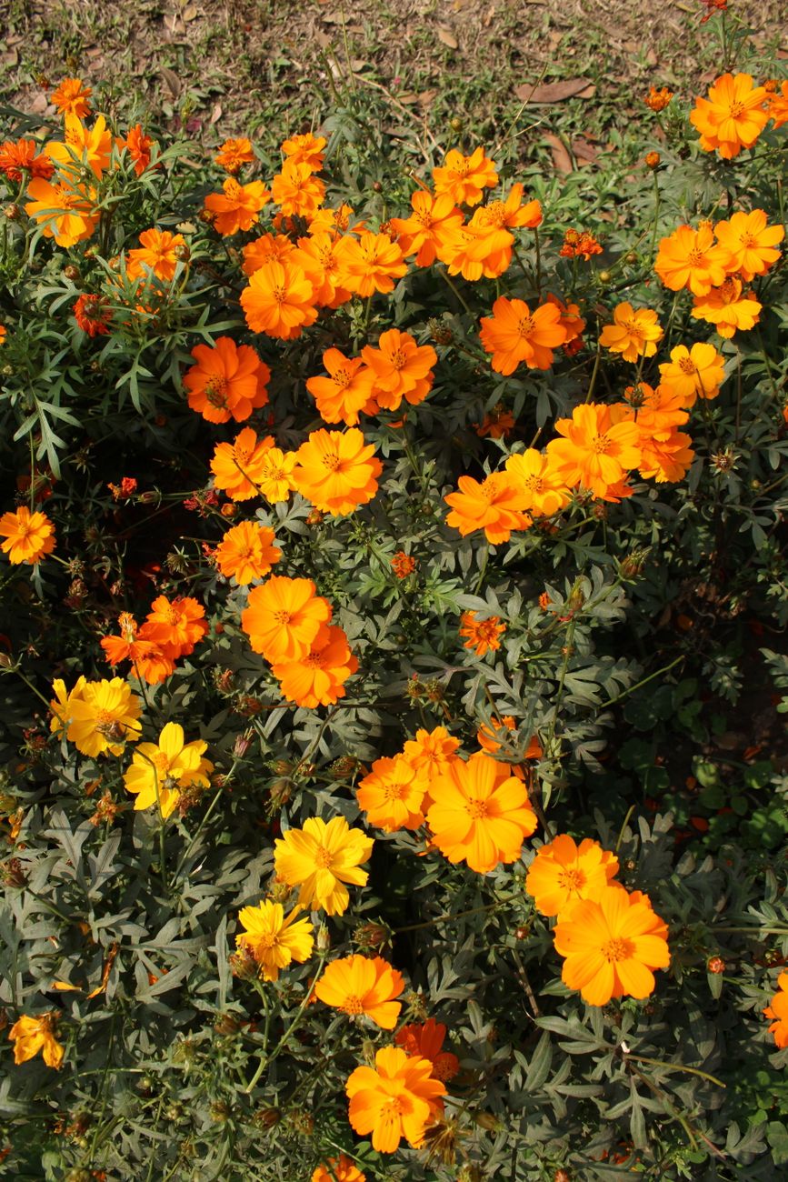 Marigold and cosmos flowers