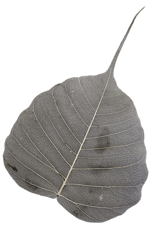 이파리, 잎 해골의 무료 스톡 사진