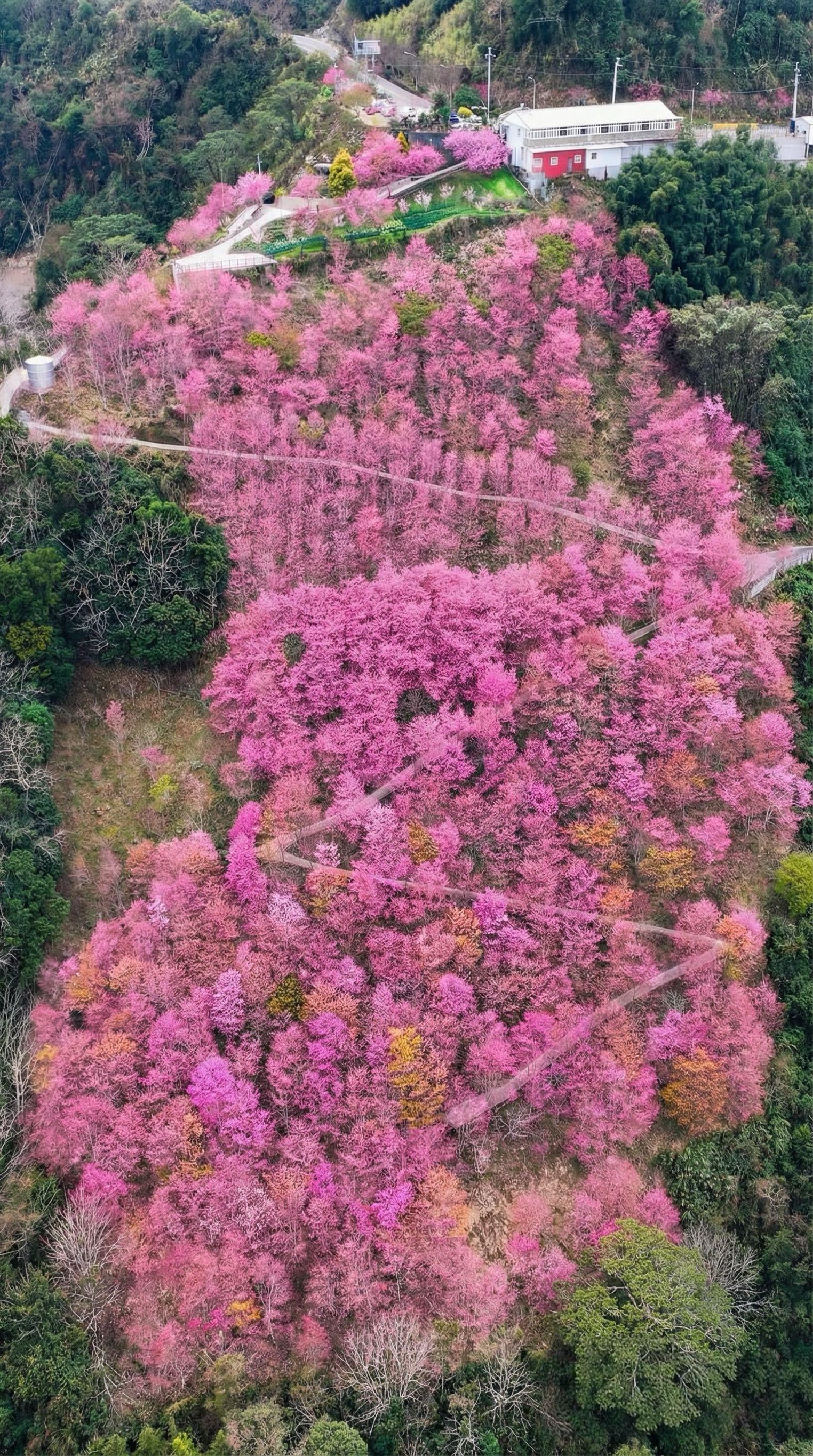 Aerial View of Vibrant Pink Cherry Blossom Forest · Free Stock Photo