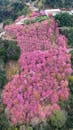 Aerial View of Vibrant Pink Cherry Blossom Forest