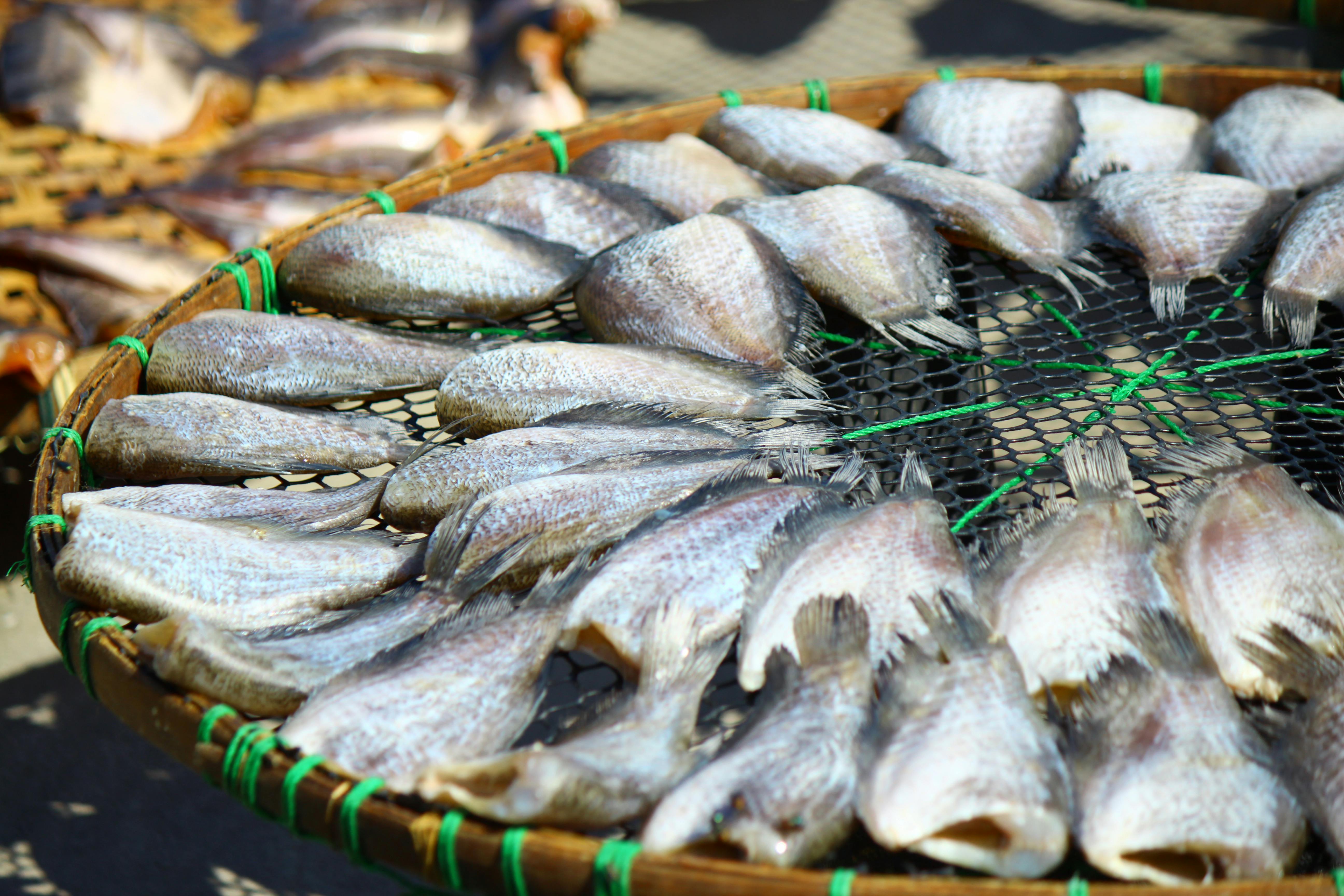 花蓮漁港釣魚新規上路，科技執法最高罰15萬