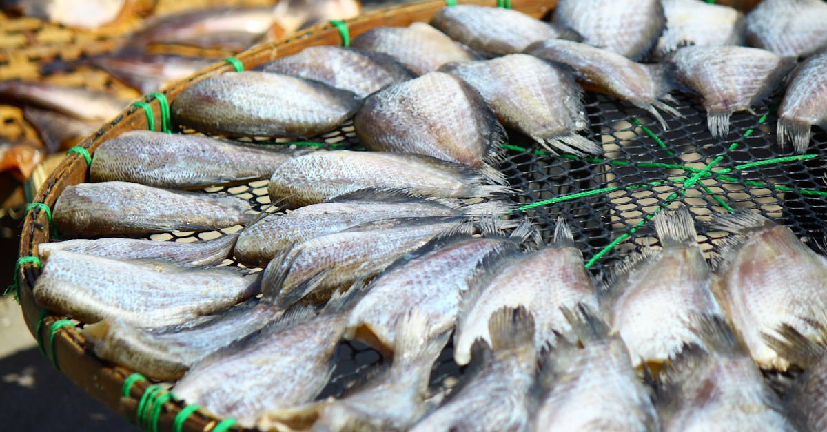 花蓮漁港釣魚新規上路,科技執法最高罰15萬