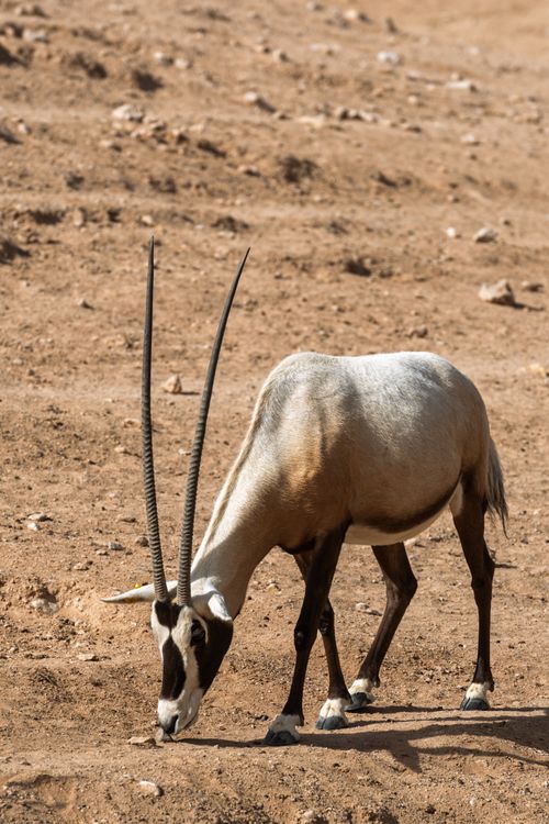 Free A solitary Arabian oryx grazes in its natural desert habitat, showcasing its elegant horns. Stock Photo