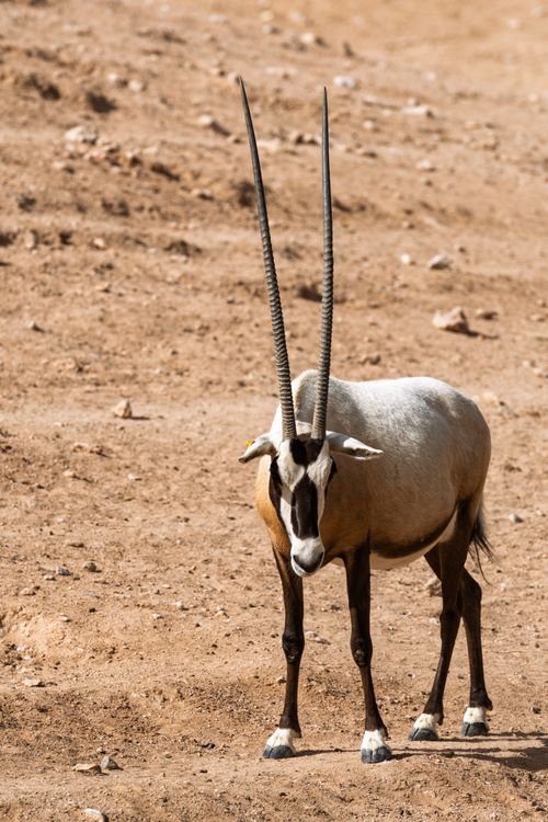Free Scimitar-horned oryx standing alone on sandy desert terrain under bright sunlight. Stock Photo