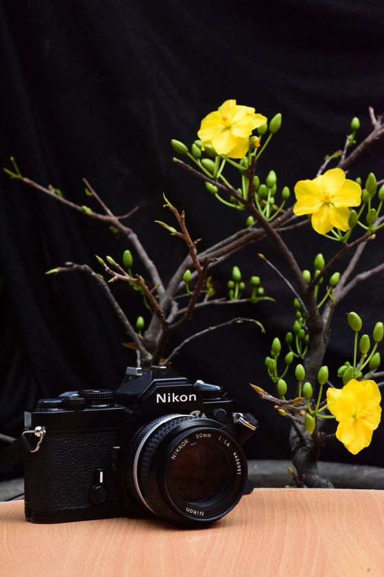 Nikon SLR beneath yellow blossoms